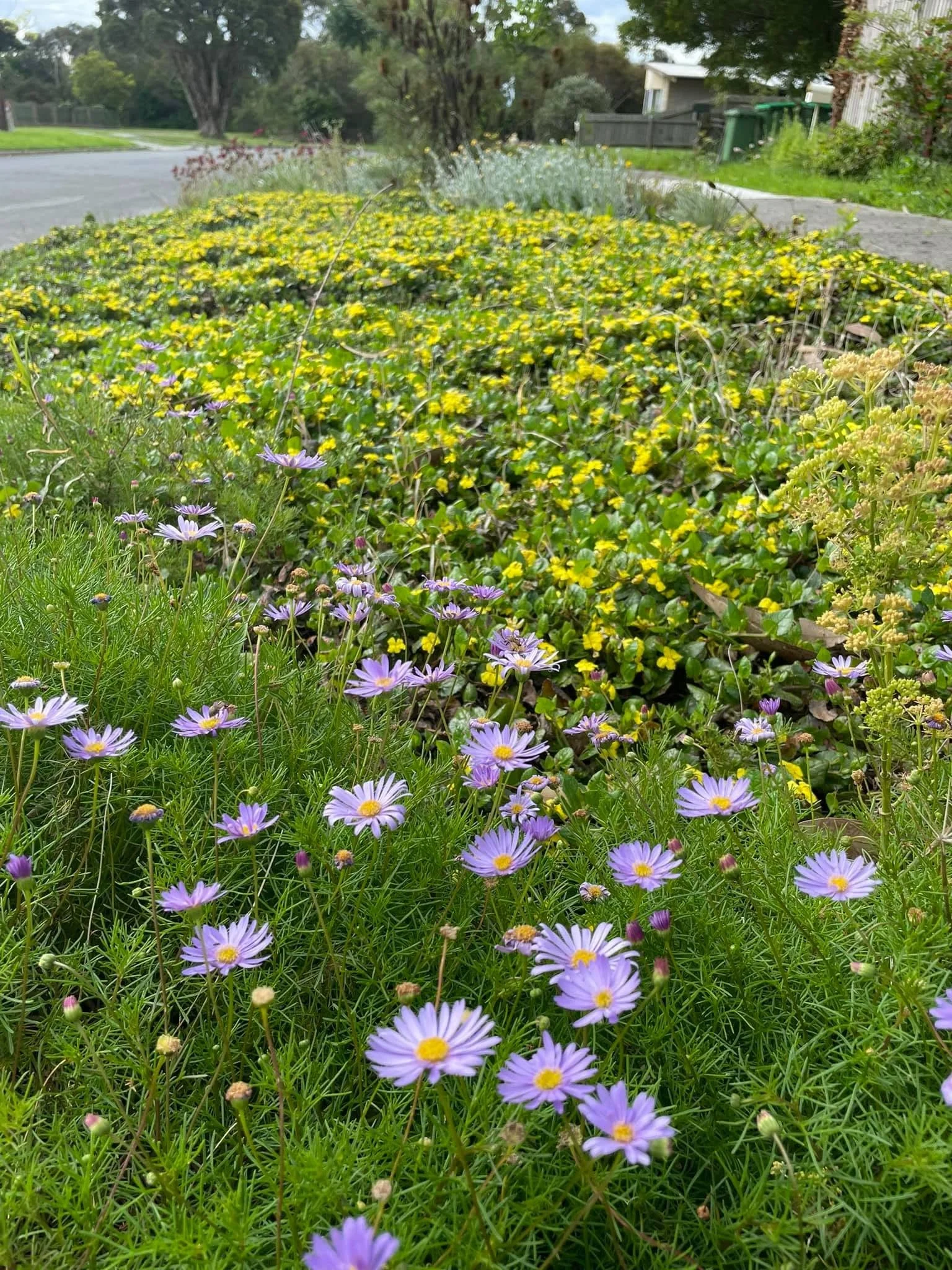Seven times more pollinators. So what exactly did they plant?