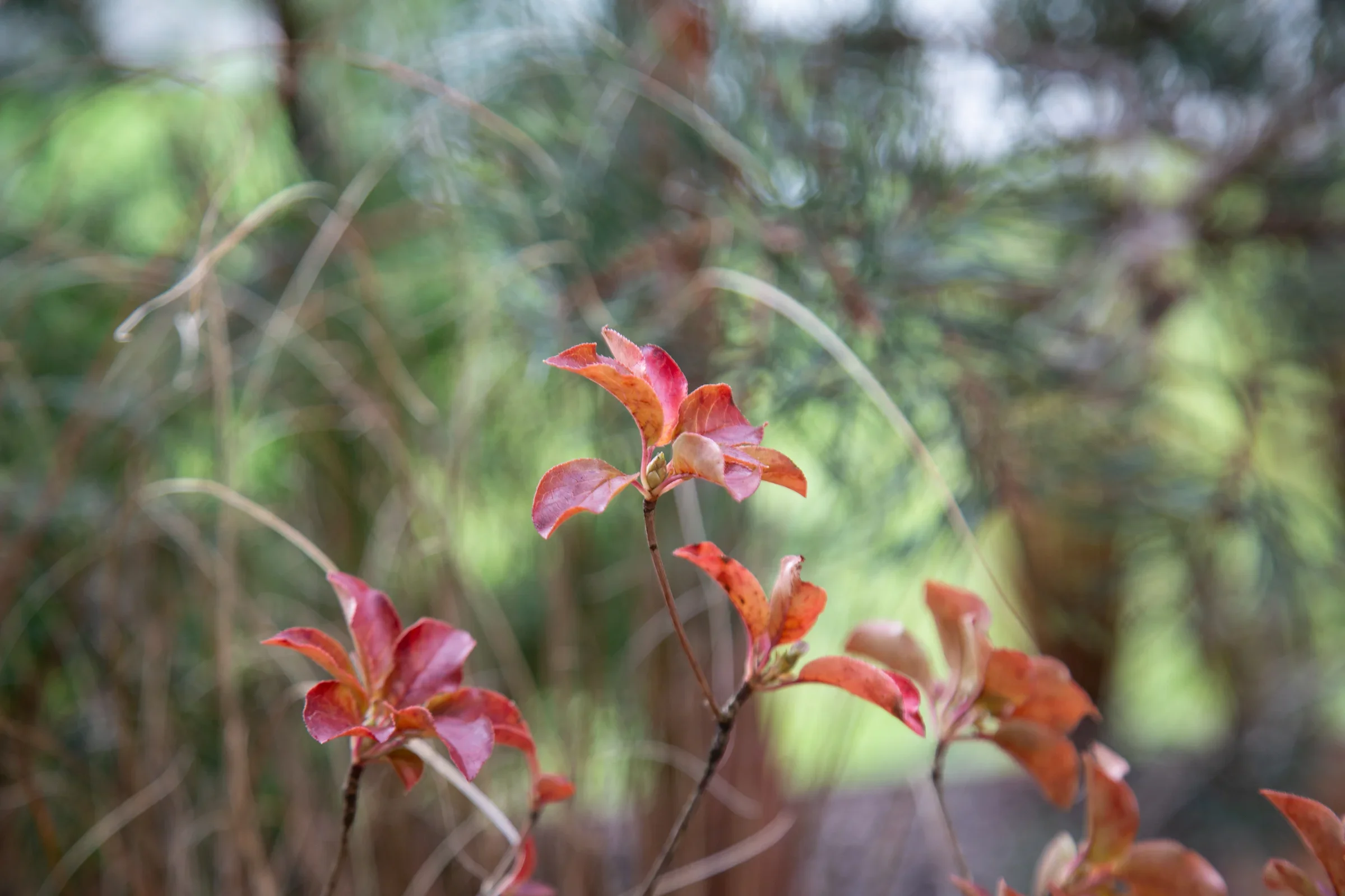 MIFGS_2026_Border Gardens-494.webp