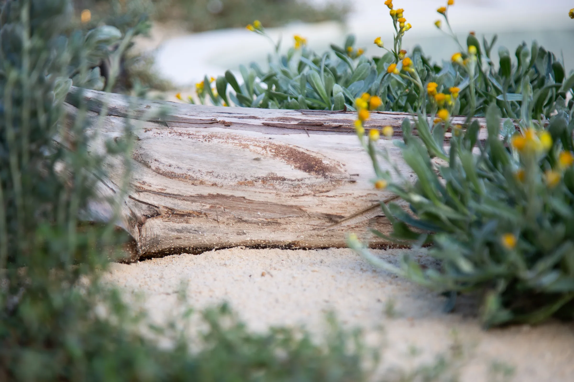 MIFGS_2026_Sunset Over Salt Lake-70.webp