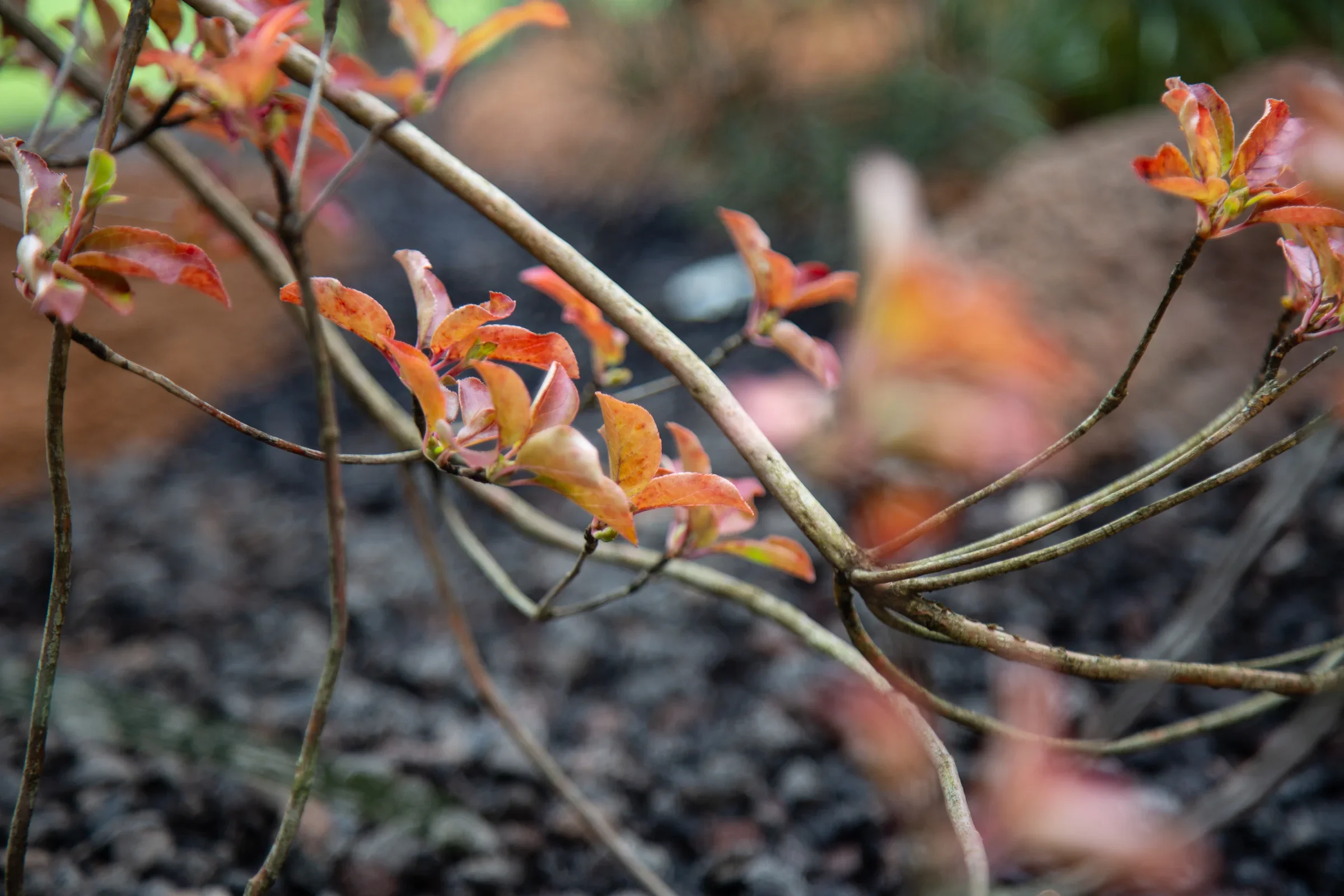 MIFGS_2026_Border Gardens-501.webp