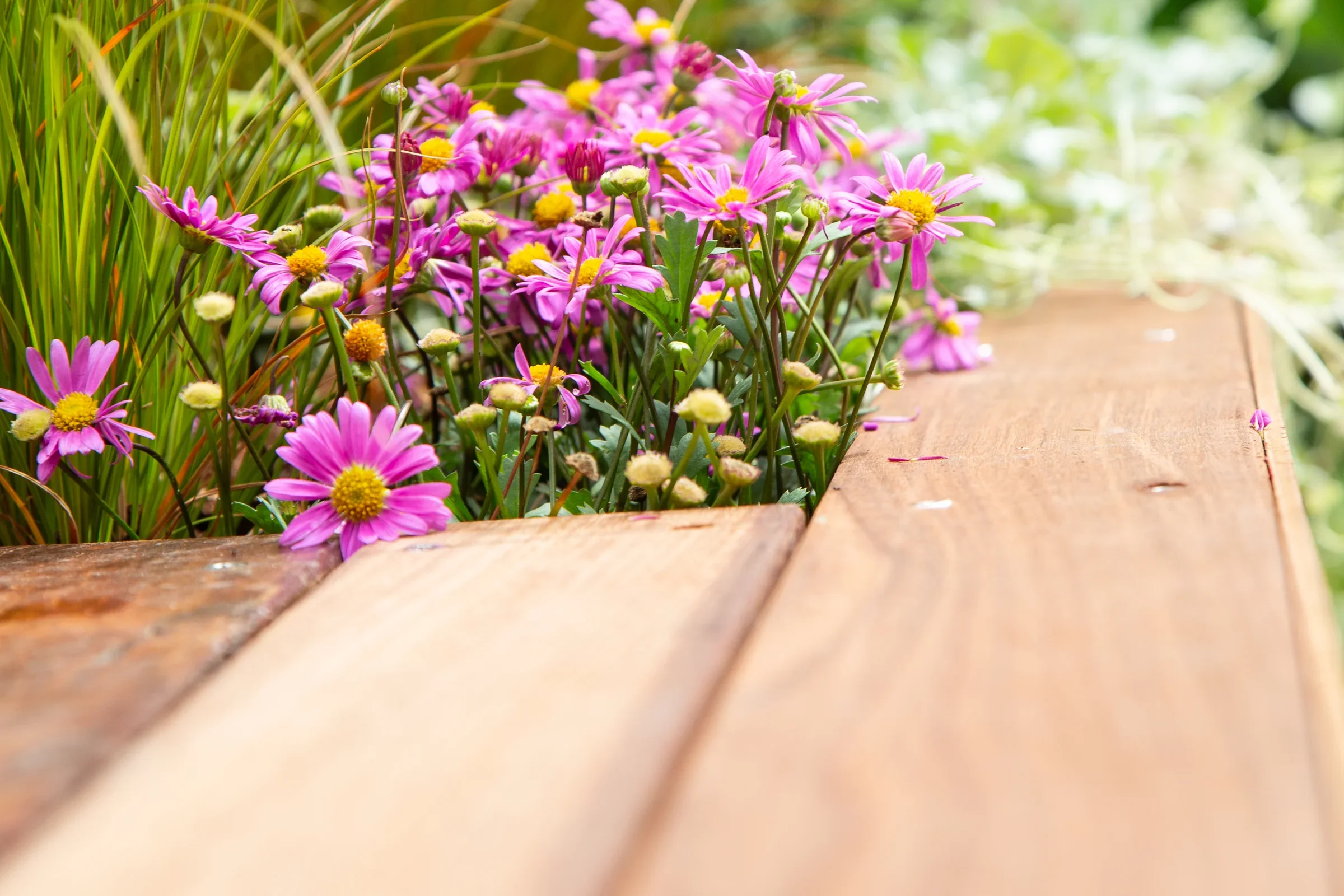 MIFGS_2026_Oasis in the Sky-69.webp