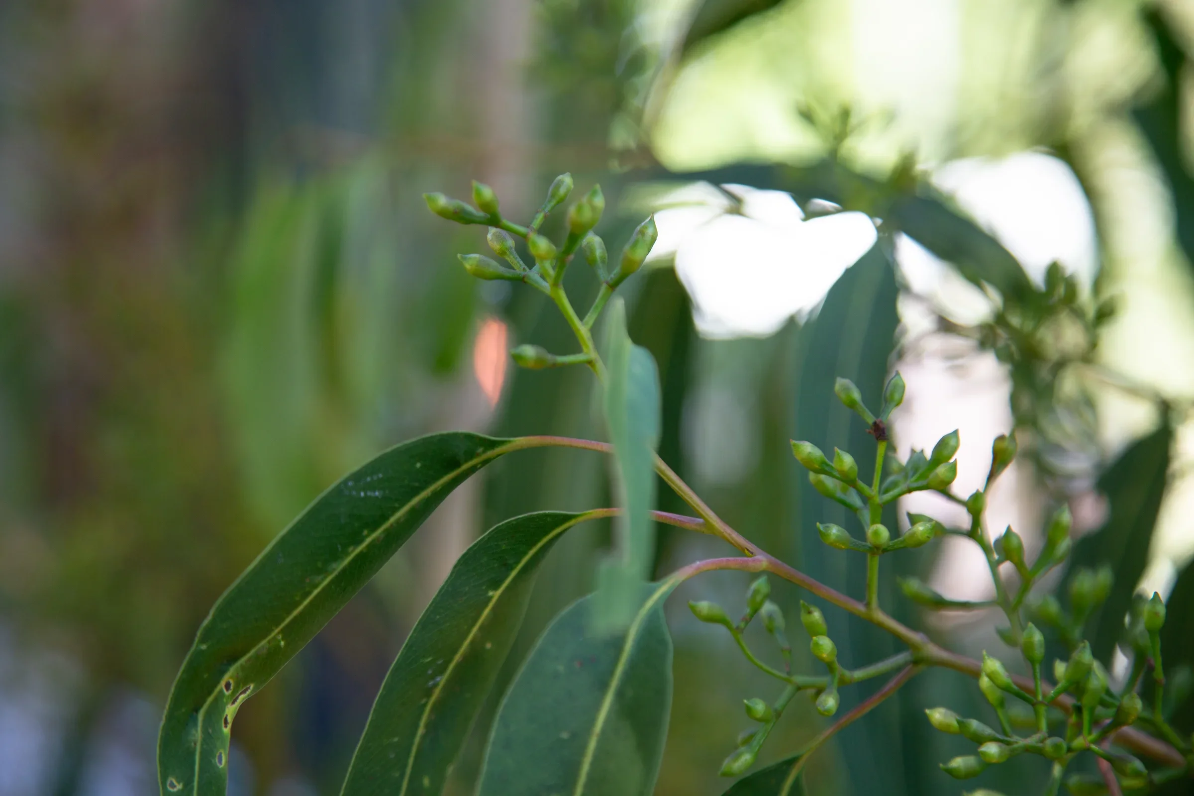 MIFGS_2026_Boutique Garden-63.webp