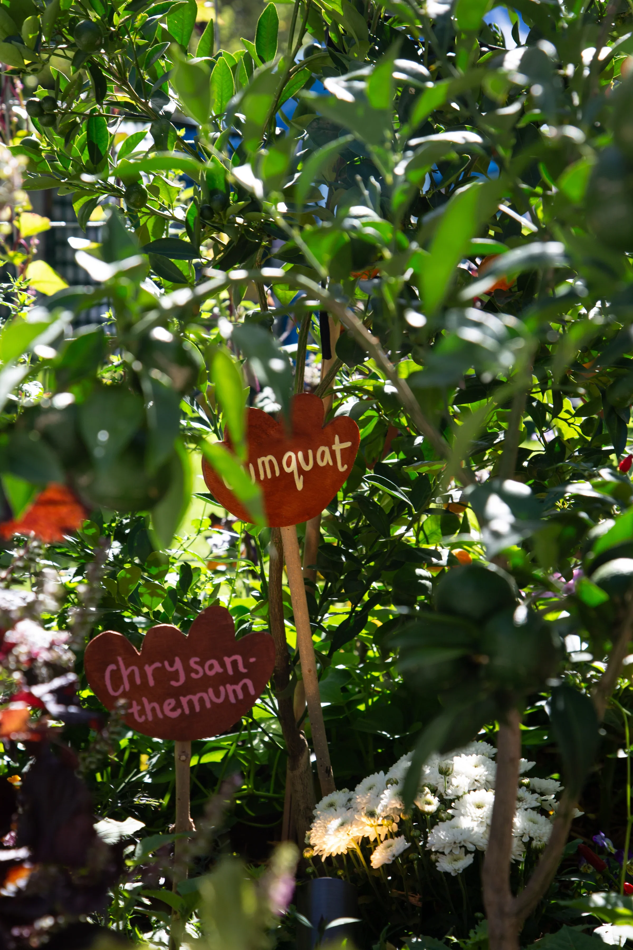 3rd Place — Your Asian Veggie Patch by Connie Cao