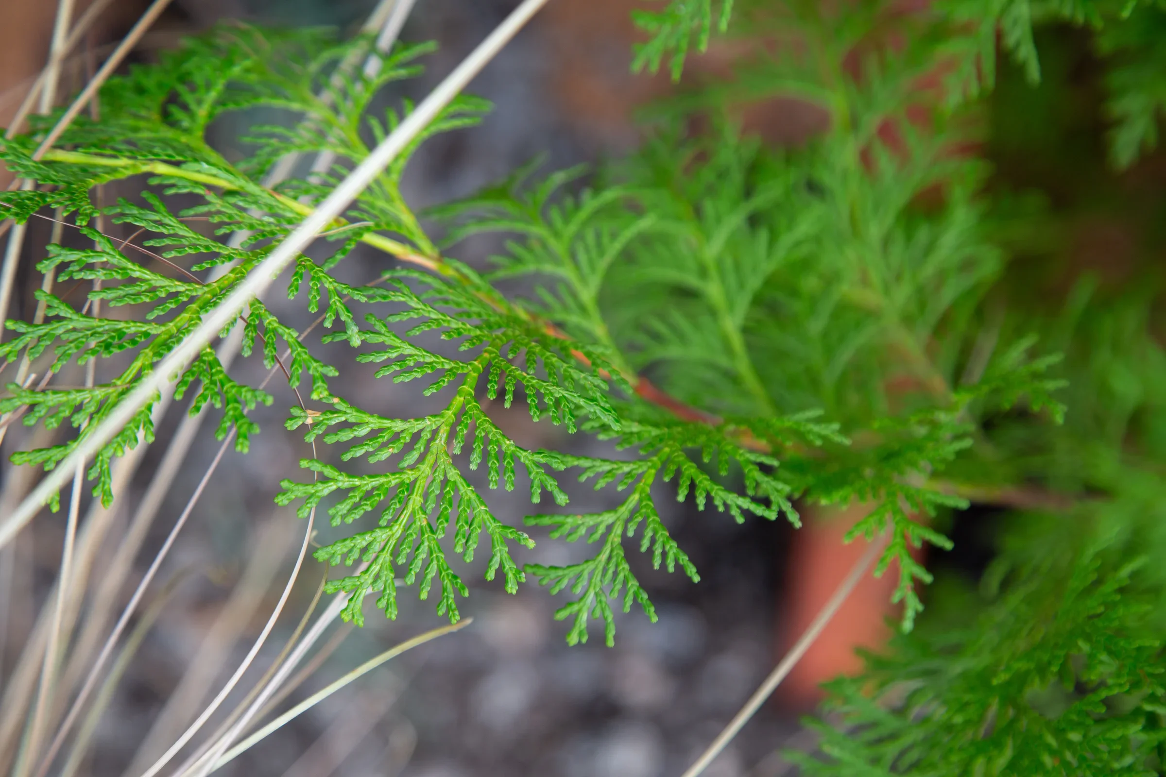 MIFGS_2026_Border Gardens-493.webp