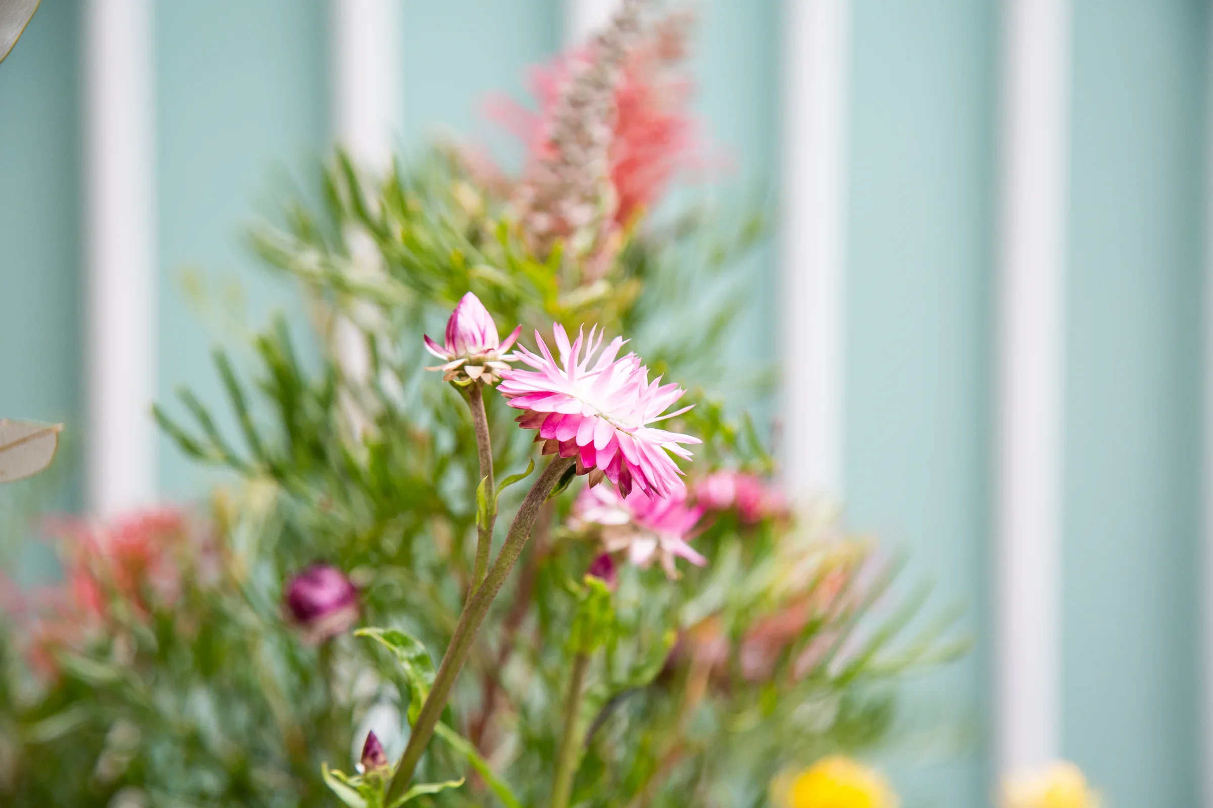 MIFGS_2026_Oasis in the Sky-11.webp