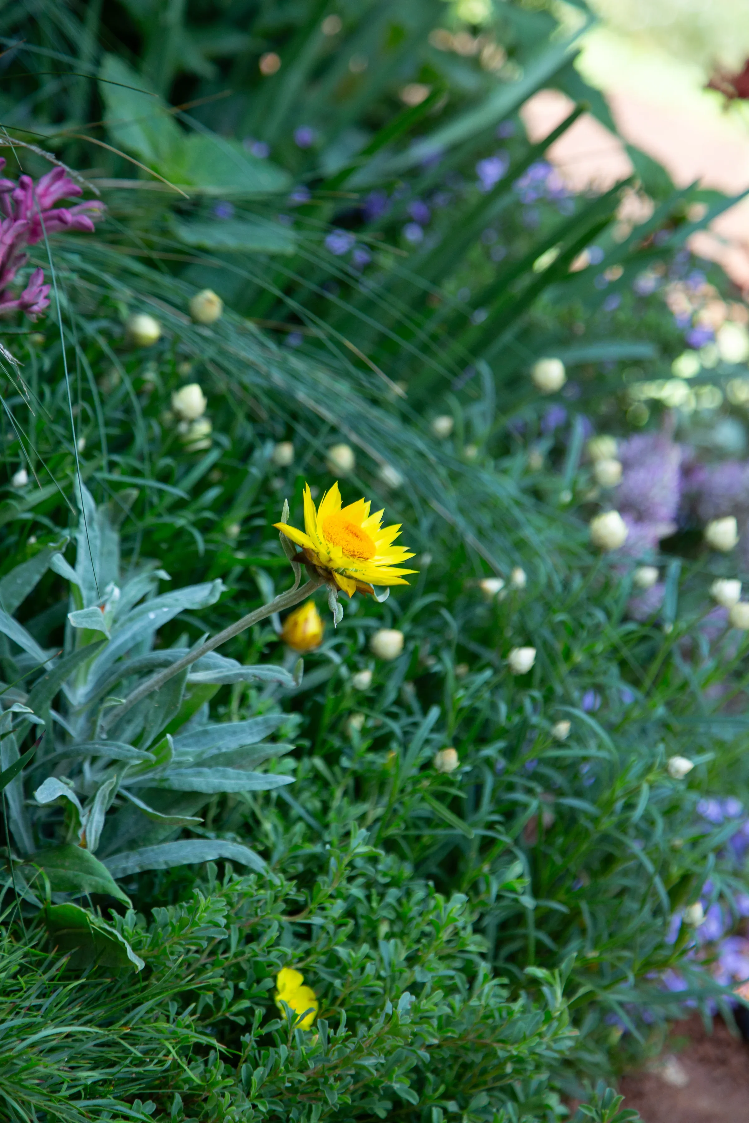 MIFGS_2026_Boutique Garden-83.webp