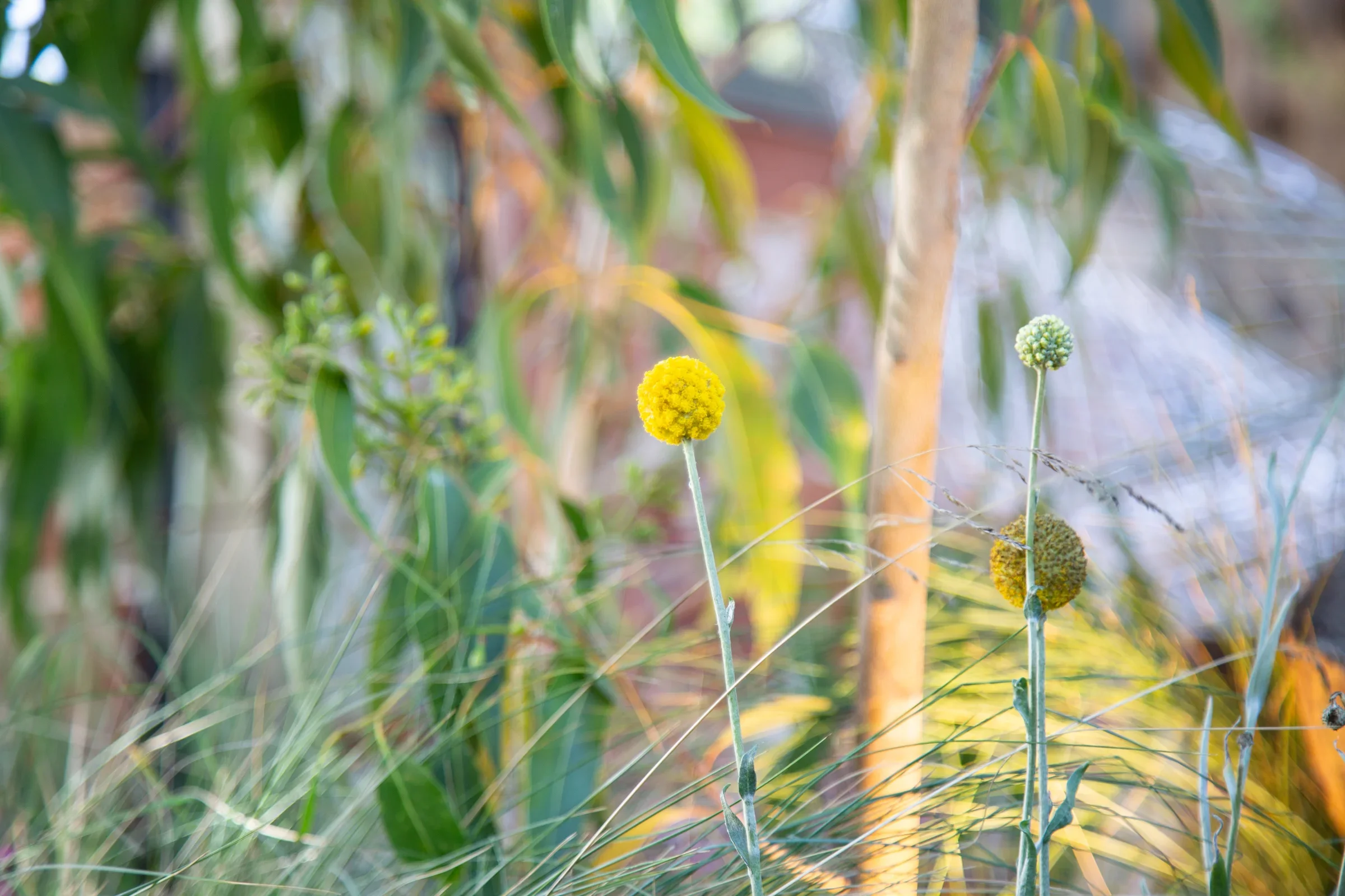 MIFGS_2026_Boutique Garden-10.webp