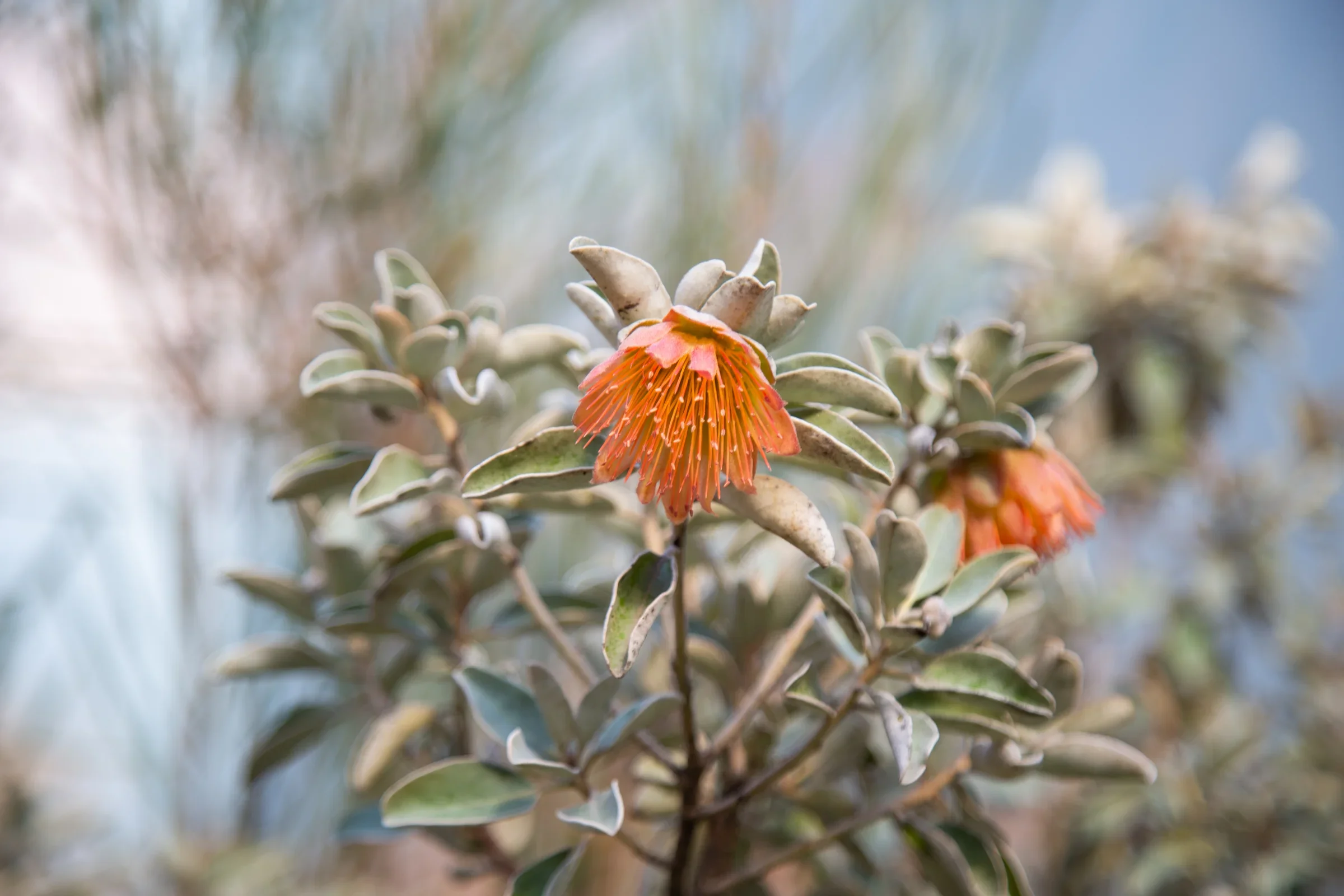 MIFGS_2026_Sunset Over Salt Lake-46.webp