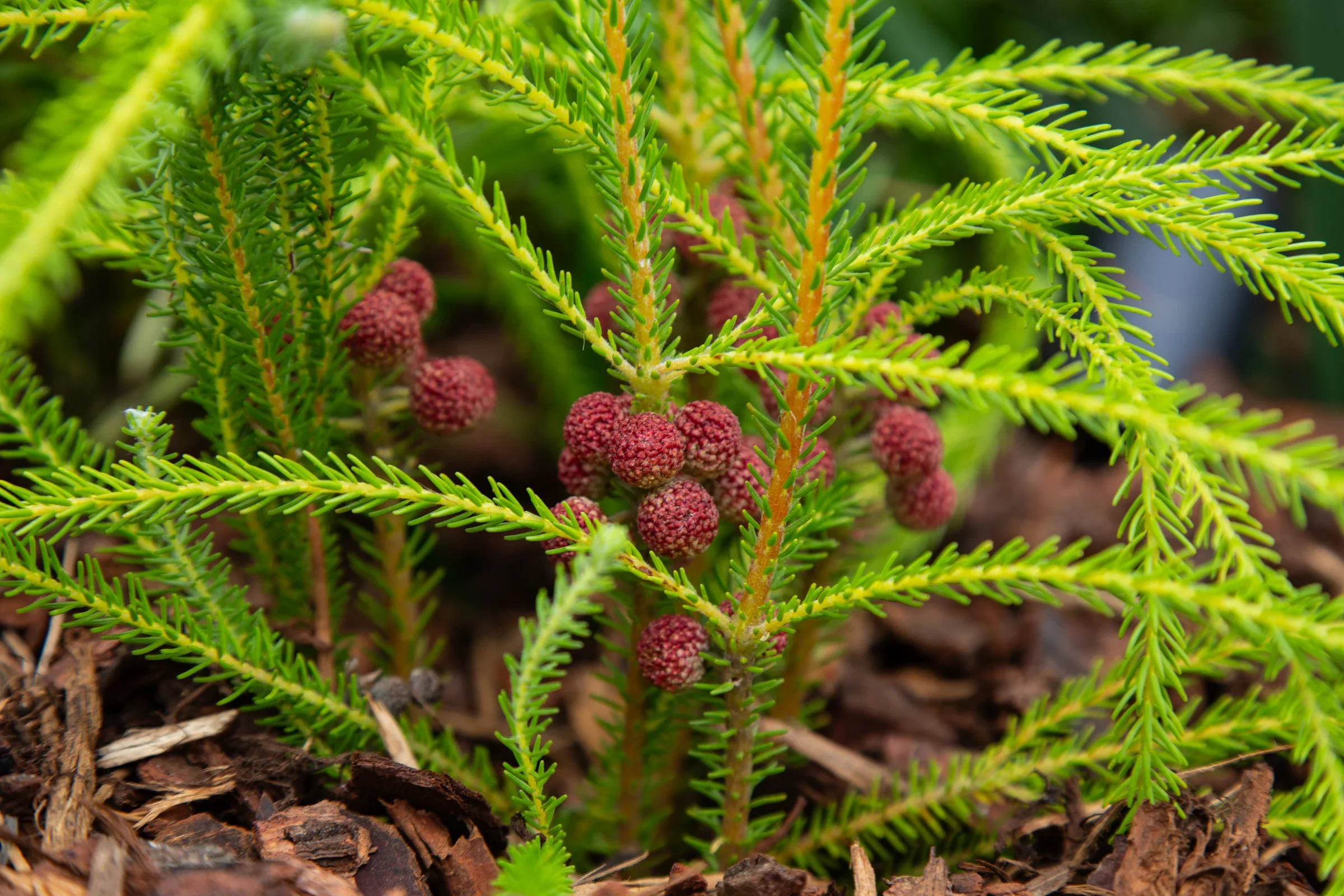 MIFGS_2026_Oasis in the Sky-58.webp