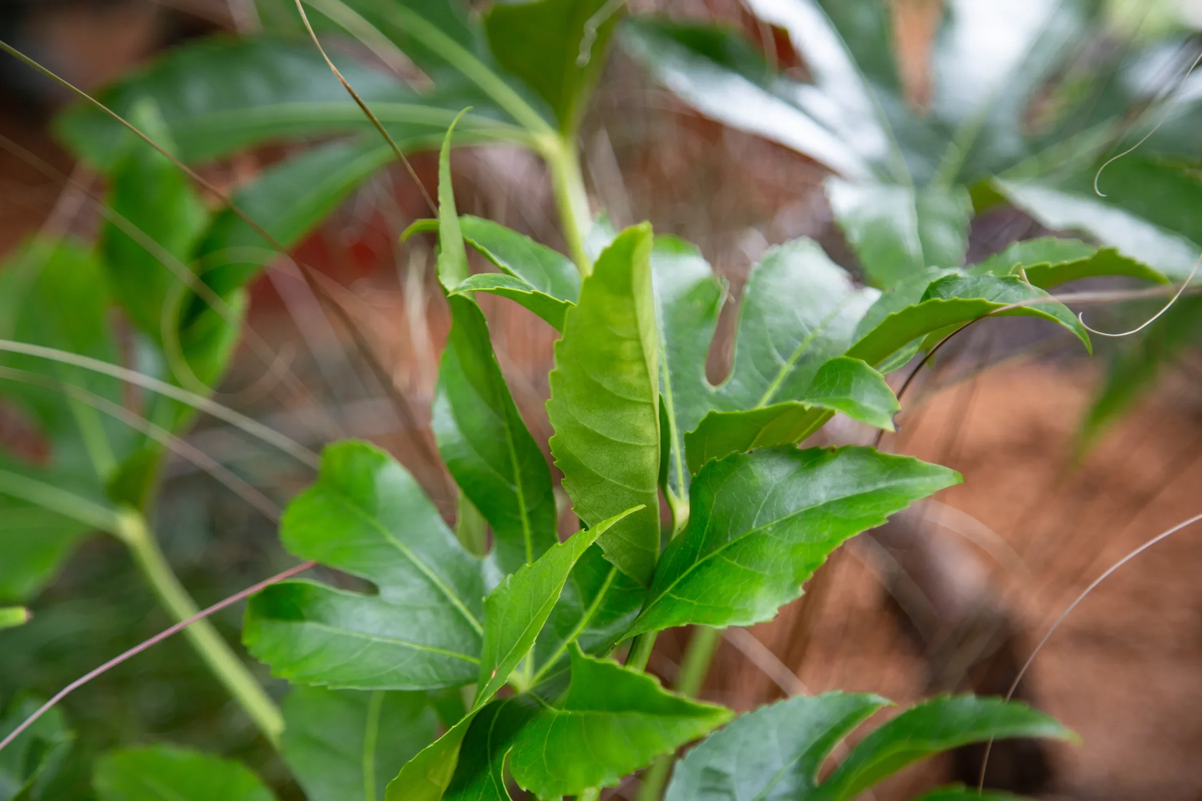 MIFGS_2026_Border Gardens-507.webp