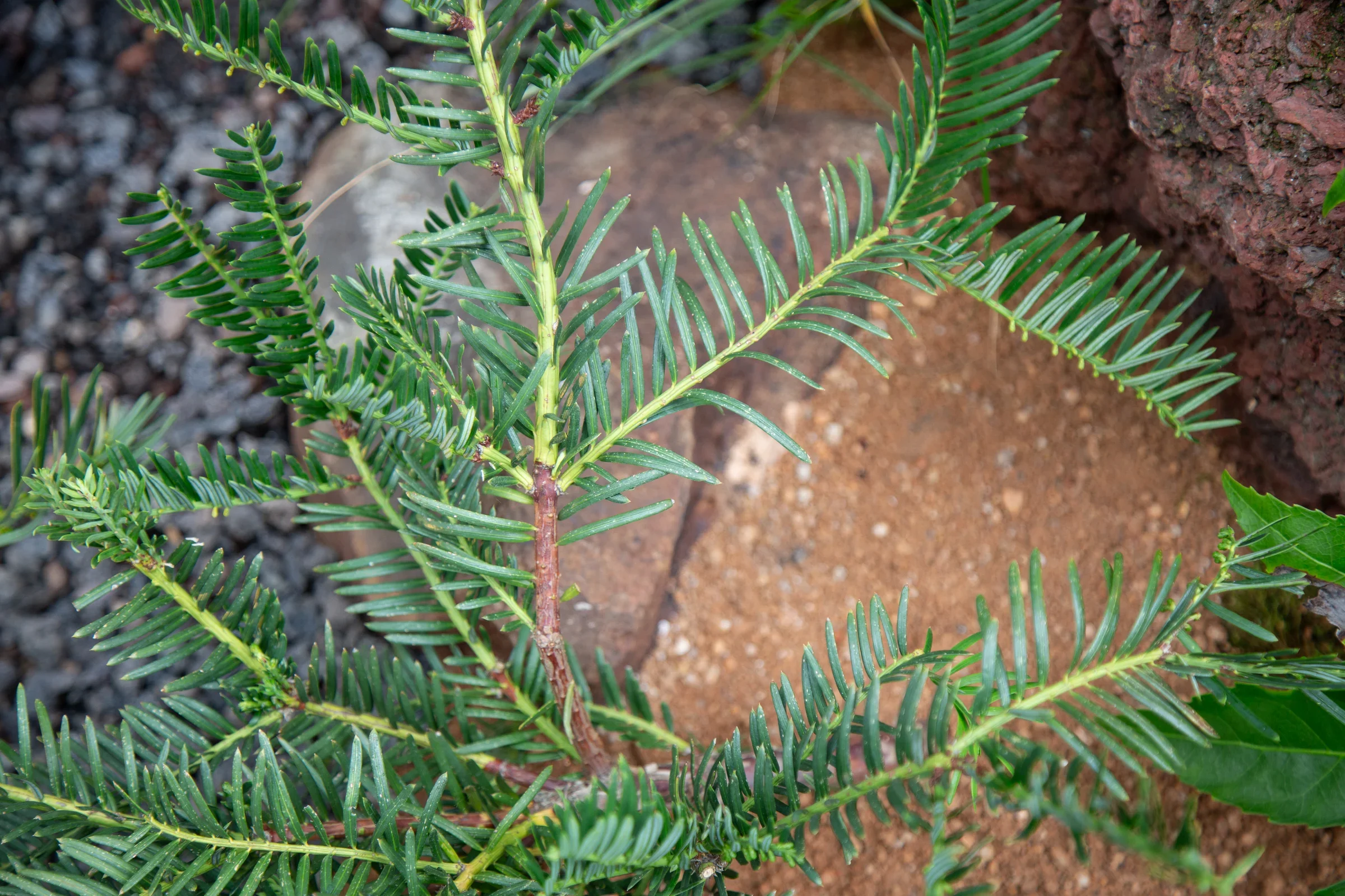 MIFGS_2026_Border Gardens-505.webp