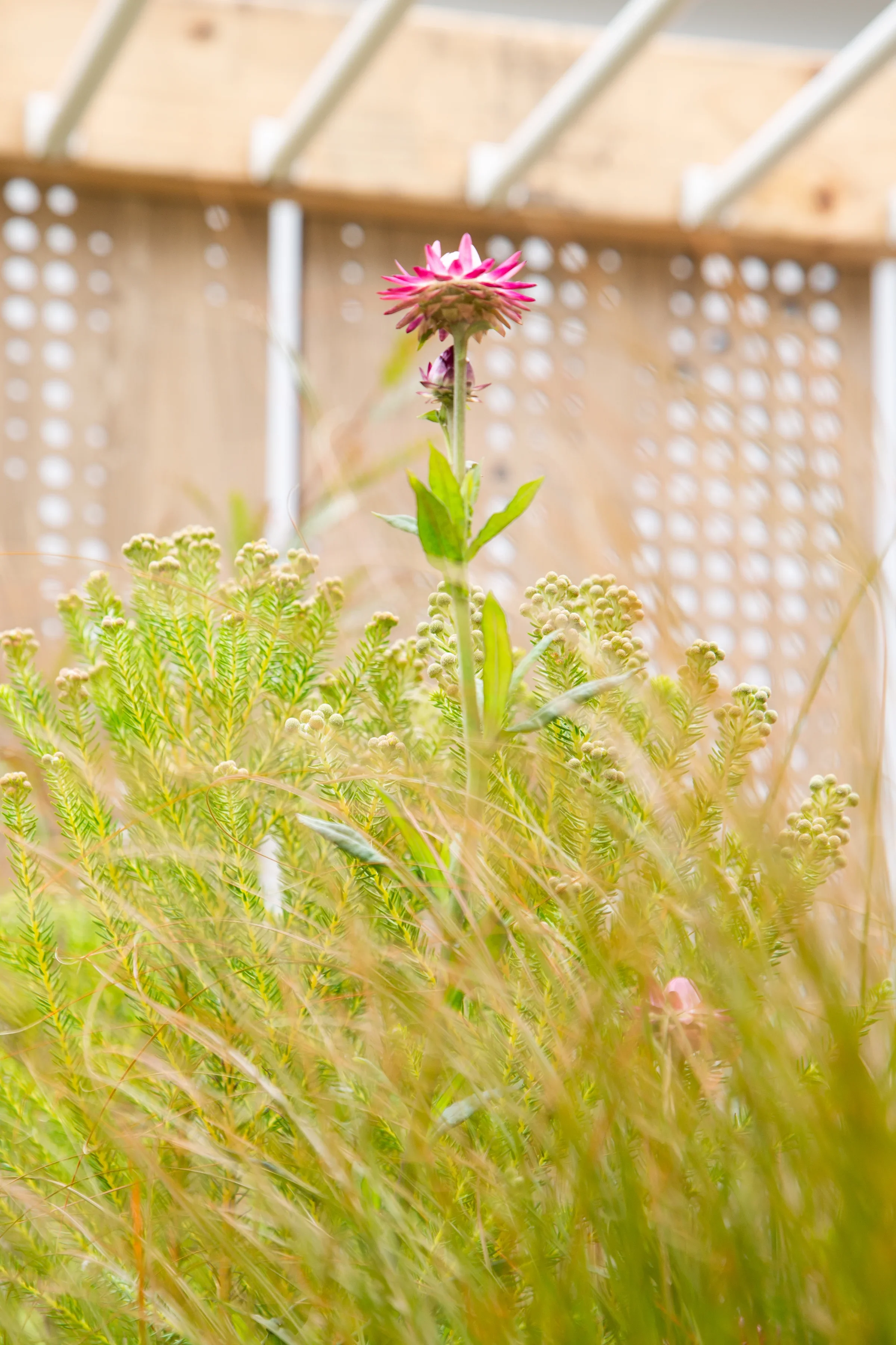 MIFGS_2026_Oasis in the Sky-59.webp