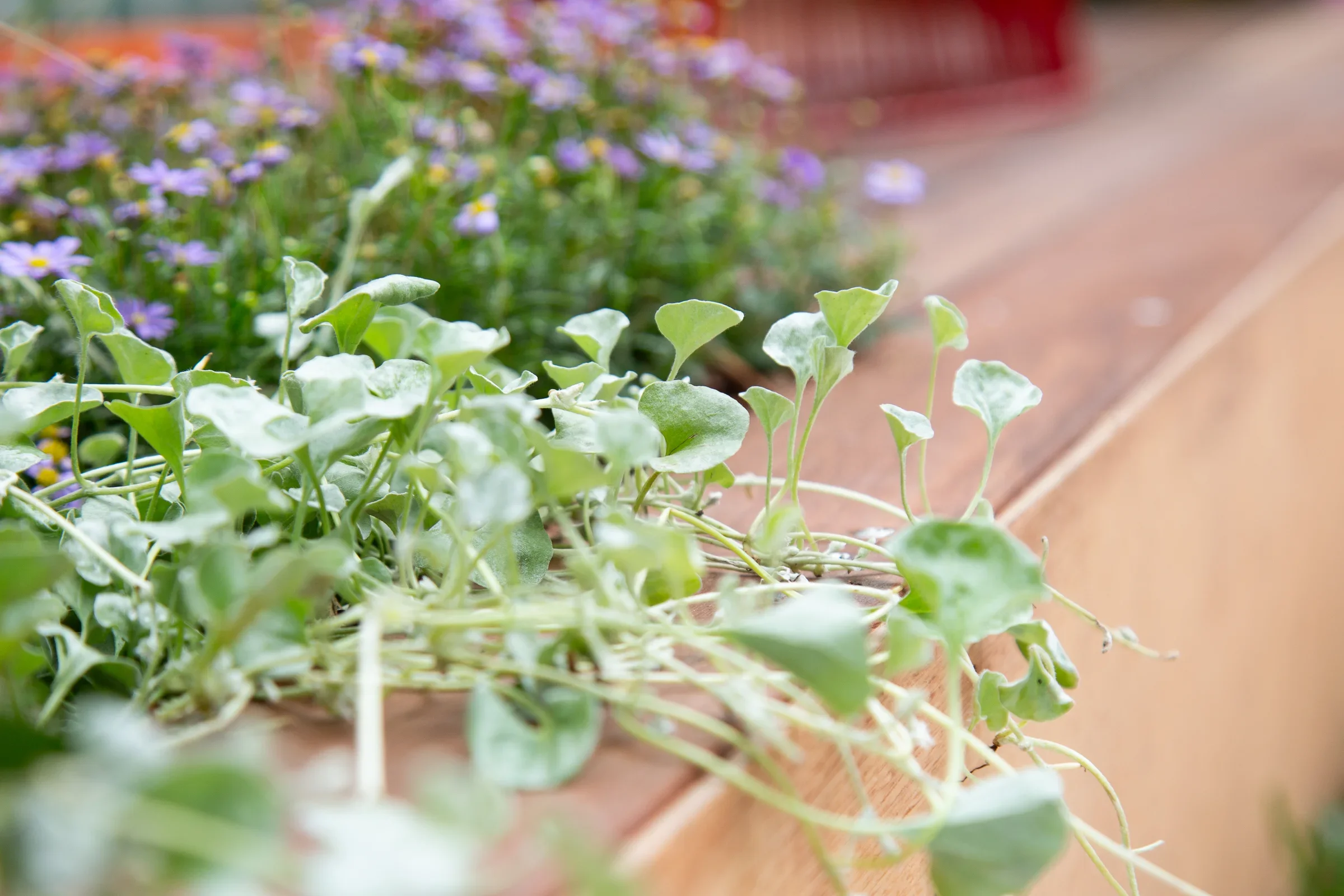 MIFGS_2026_Oasis in the Sky-15.webp