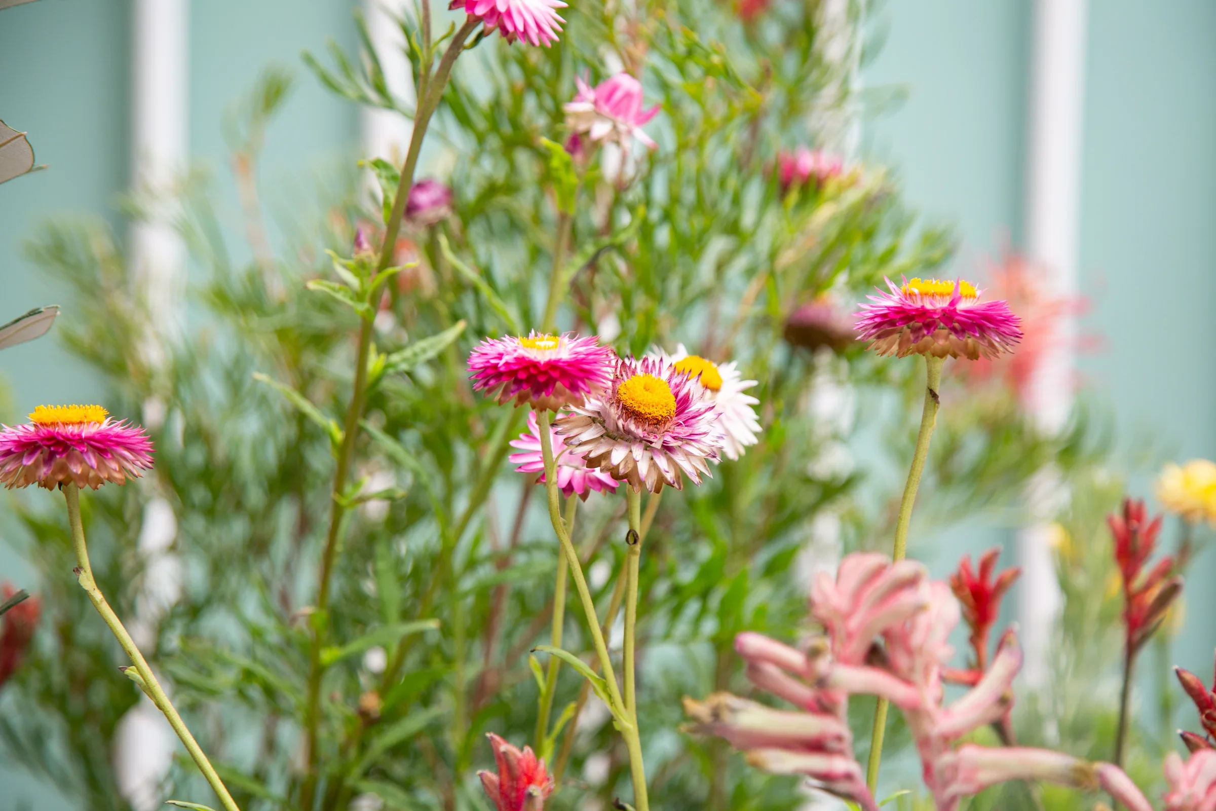 MIFGS_2026_Oasis in the Sky-18.webp