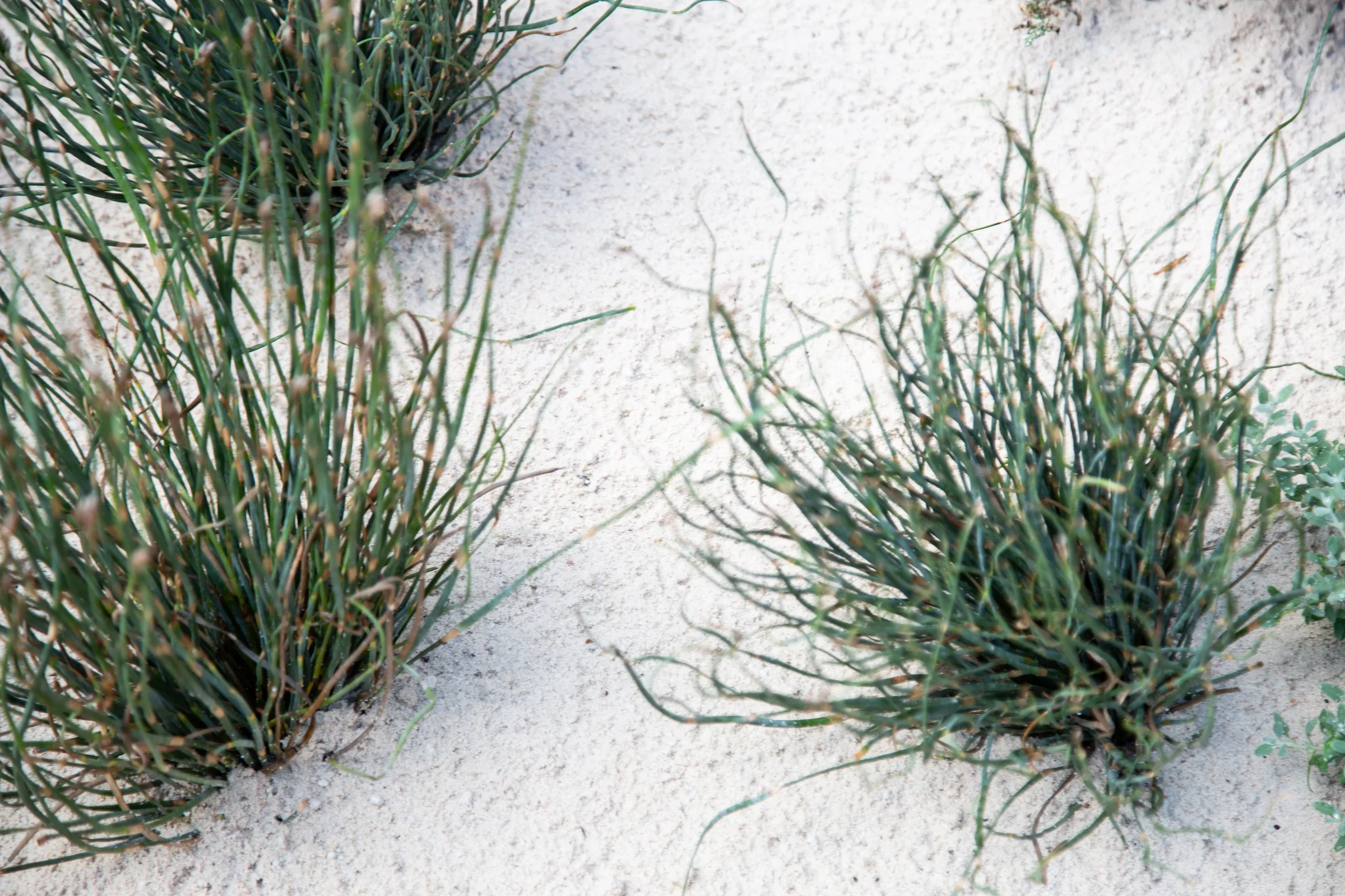 MIFGS_2026_Sunset Over Salt Lake-57.webp