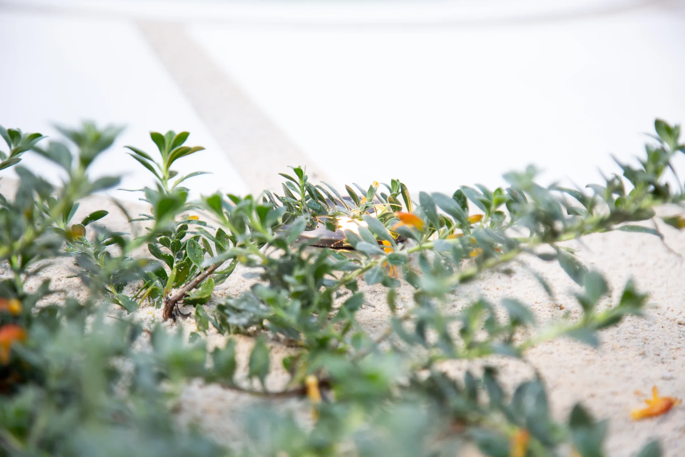 MIFGS_2026_Sunset Over Salt Lake-08.webp