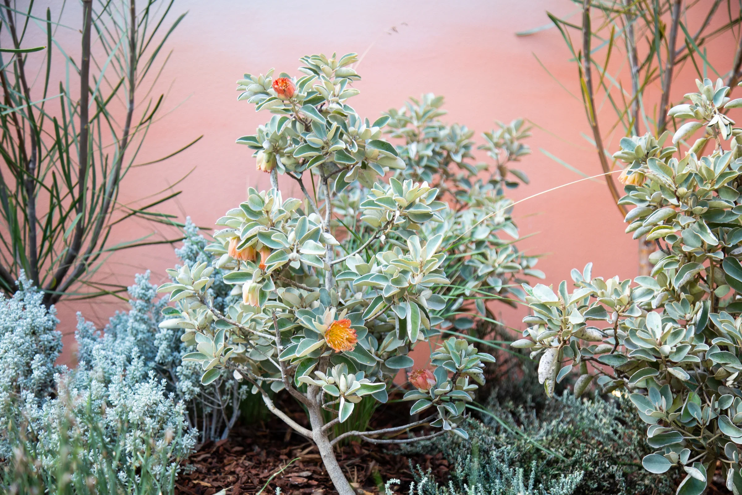 MIFGS_2026_Sunset Over Salt Lake-59.webp