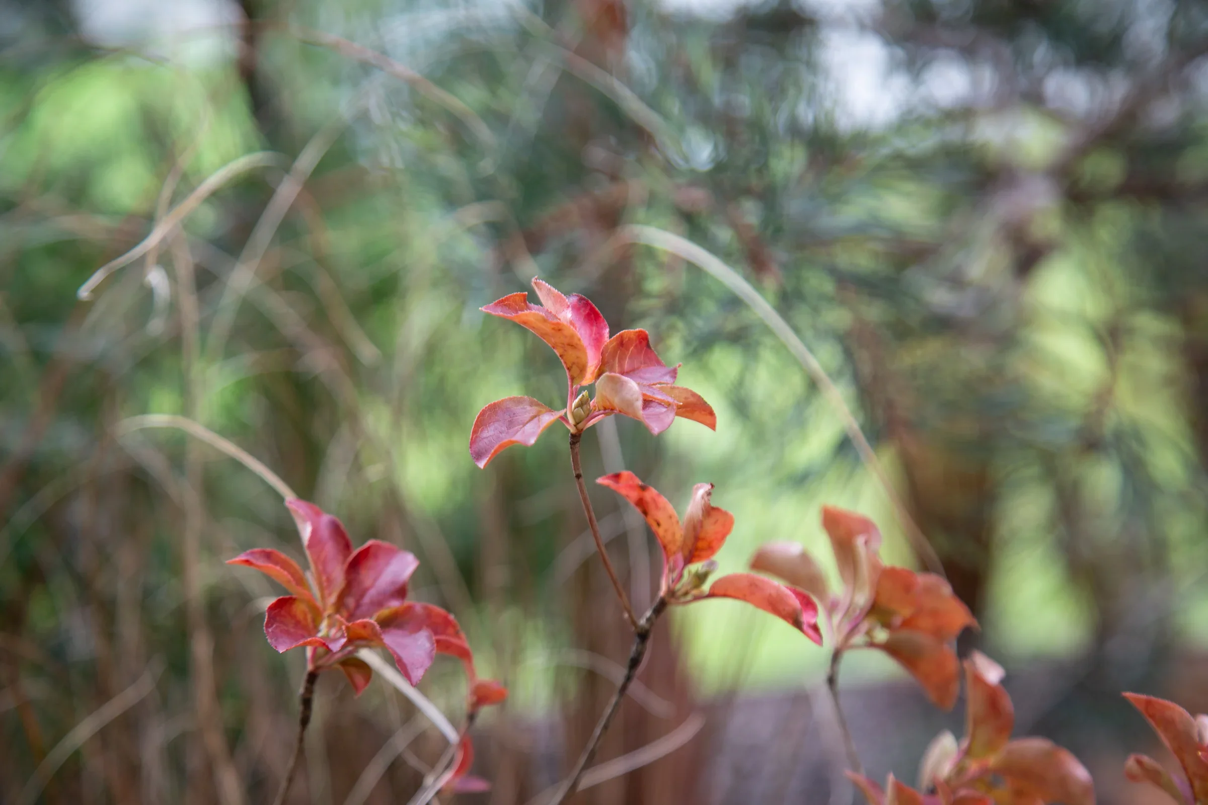 MIFGS_2026_Border Gardens-495.webp