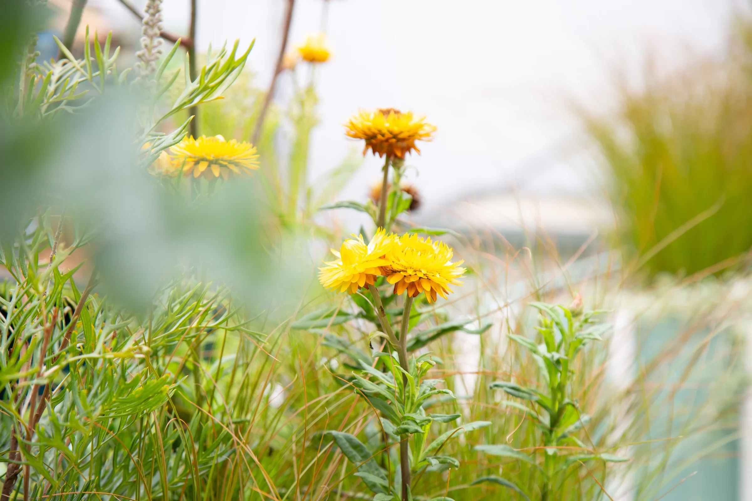 MIFGS_2026_Oasis in the Sky-47.webp