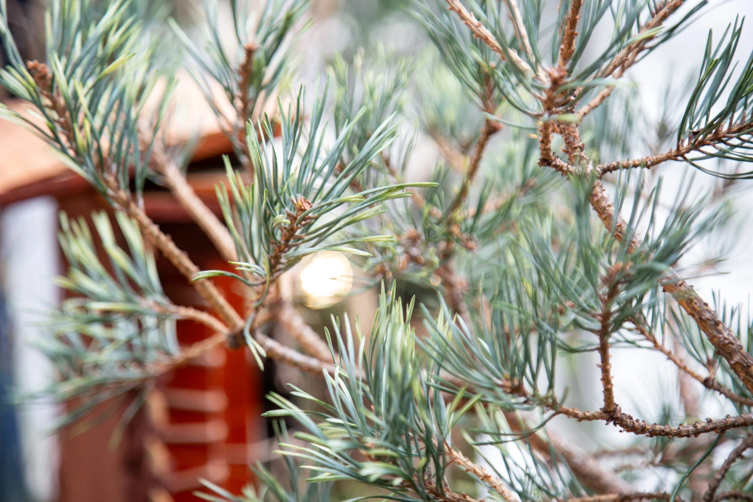 MIFGS_2026_Border Gardens-508.webp