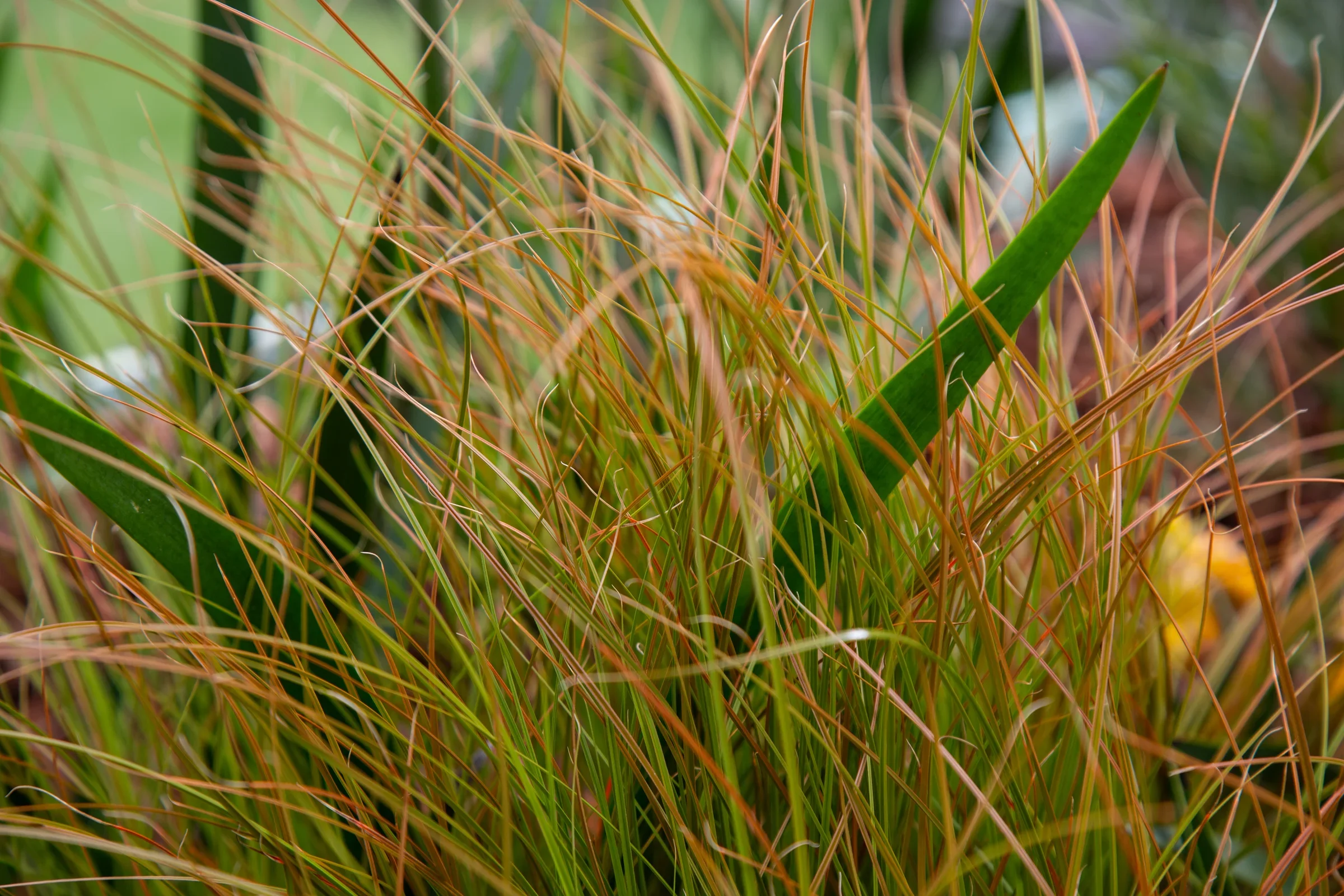 MIFGS_2026_Oasis in the Sky-48.webp