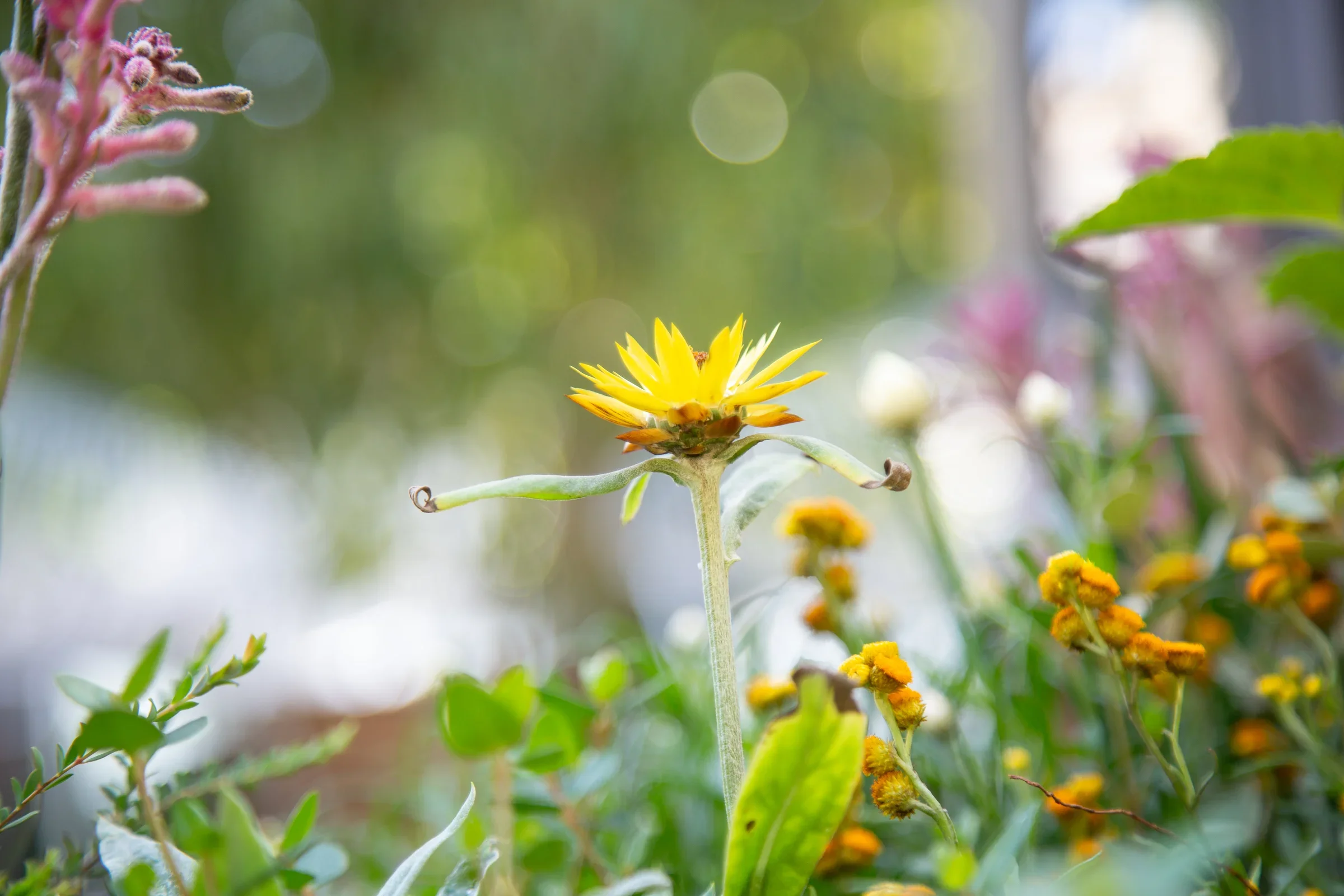 MIFGS_2026_Boutique Garden-48.webp