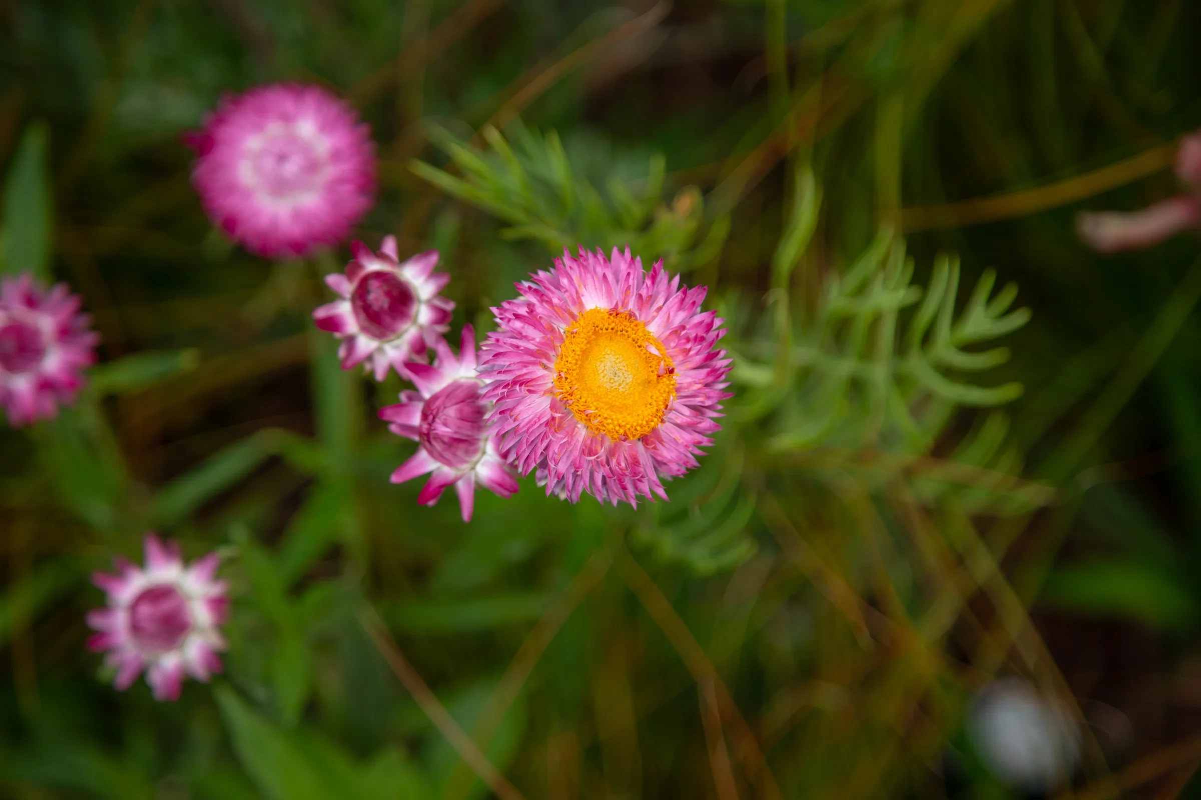 MIFGS_2026_Oasis in the Sky-30.webp