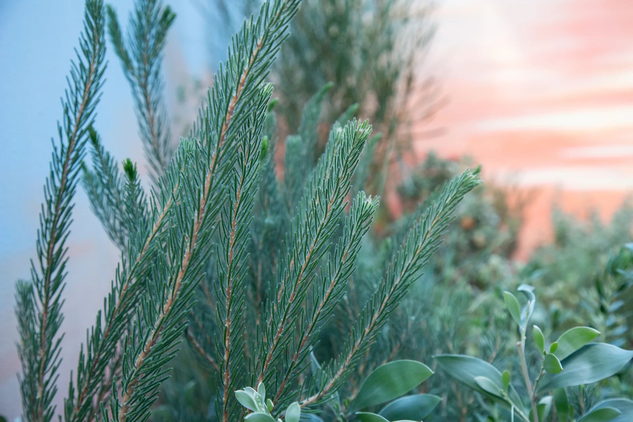 MIFGS_2026_Sunset Over Salt Lake-03.webp