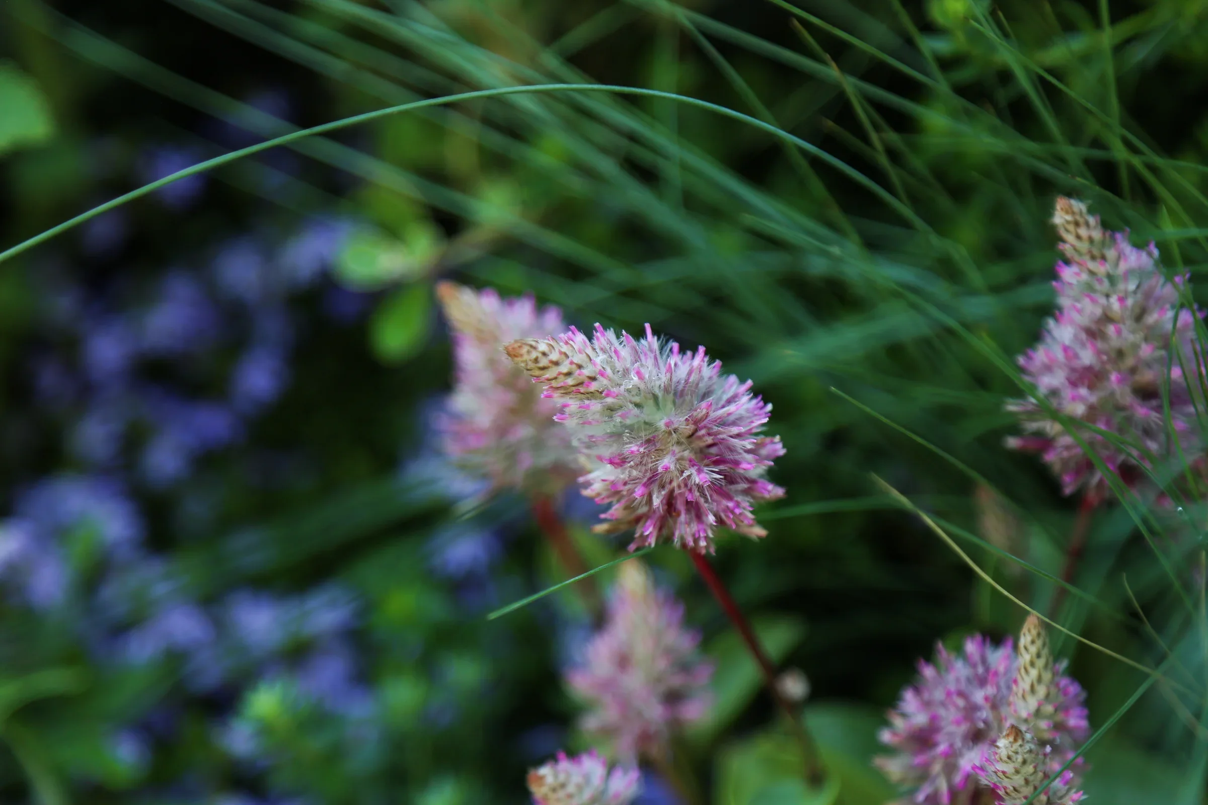 MIFGS_2026_Boutique Garden-42.webp