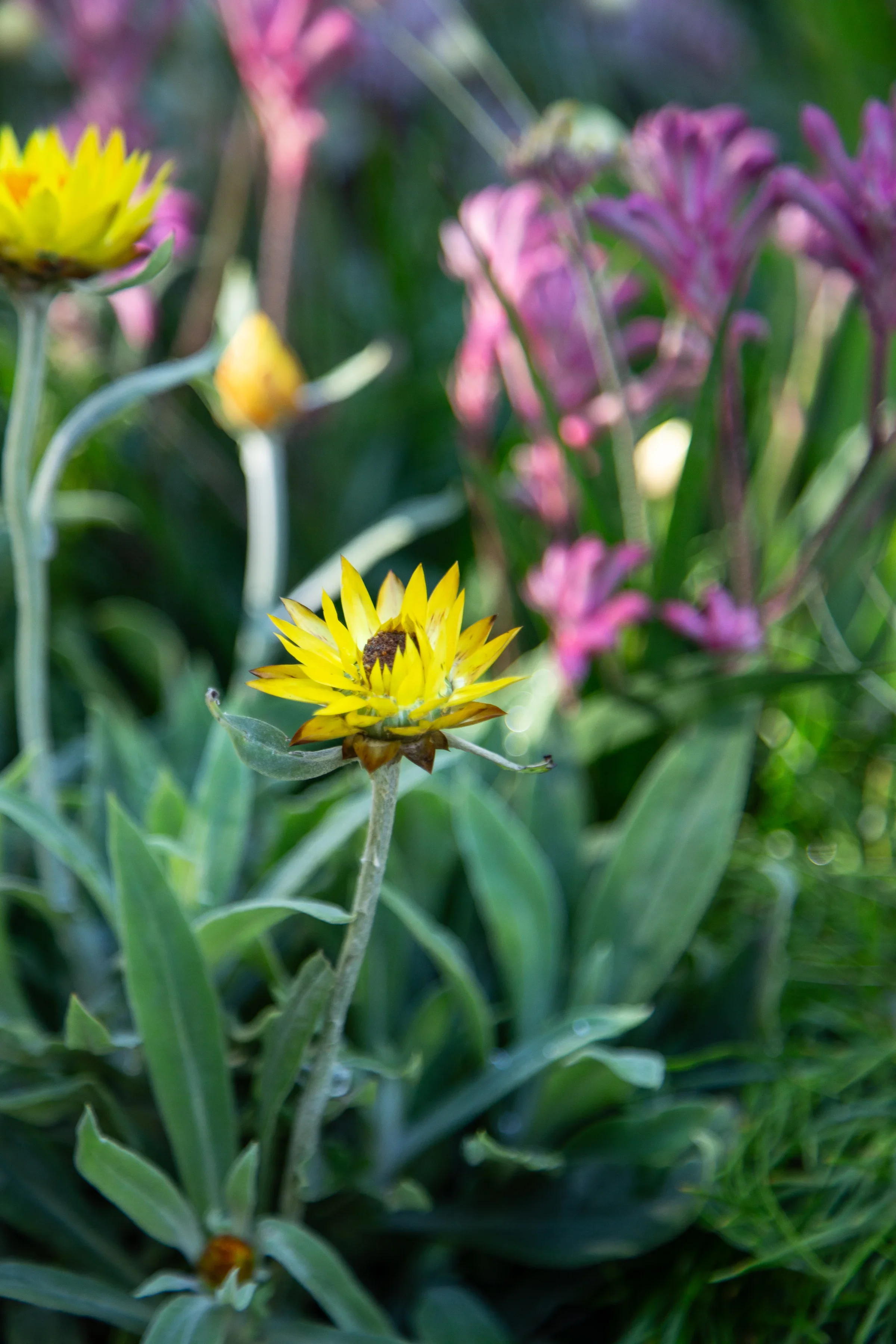 MIFGS_2026_Boutique Garden-20.webp