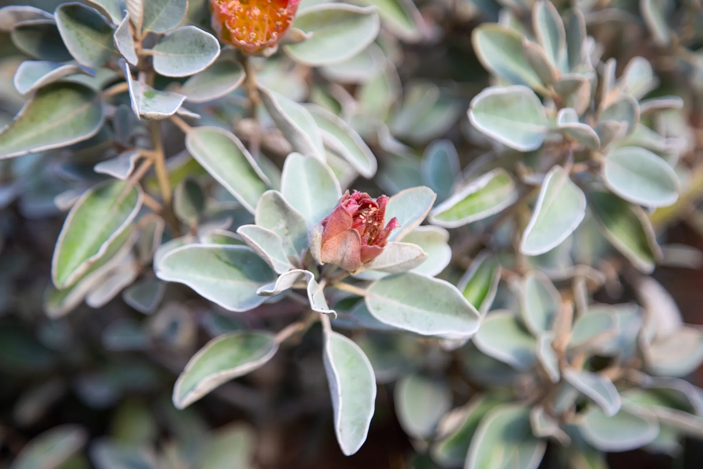 MIFGS_2026_Sunset Over Salt Lake-48.webp