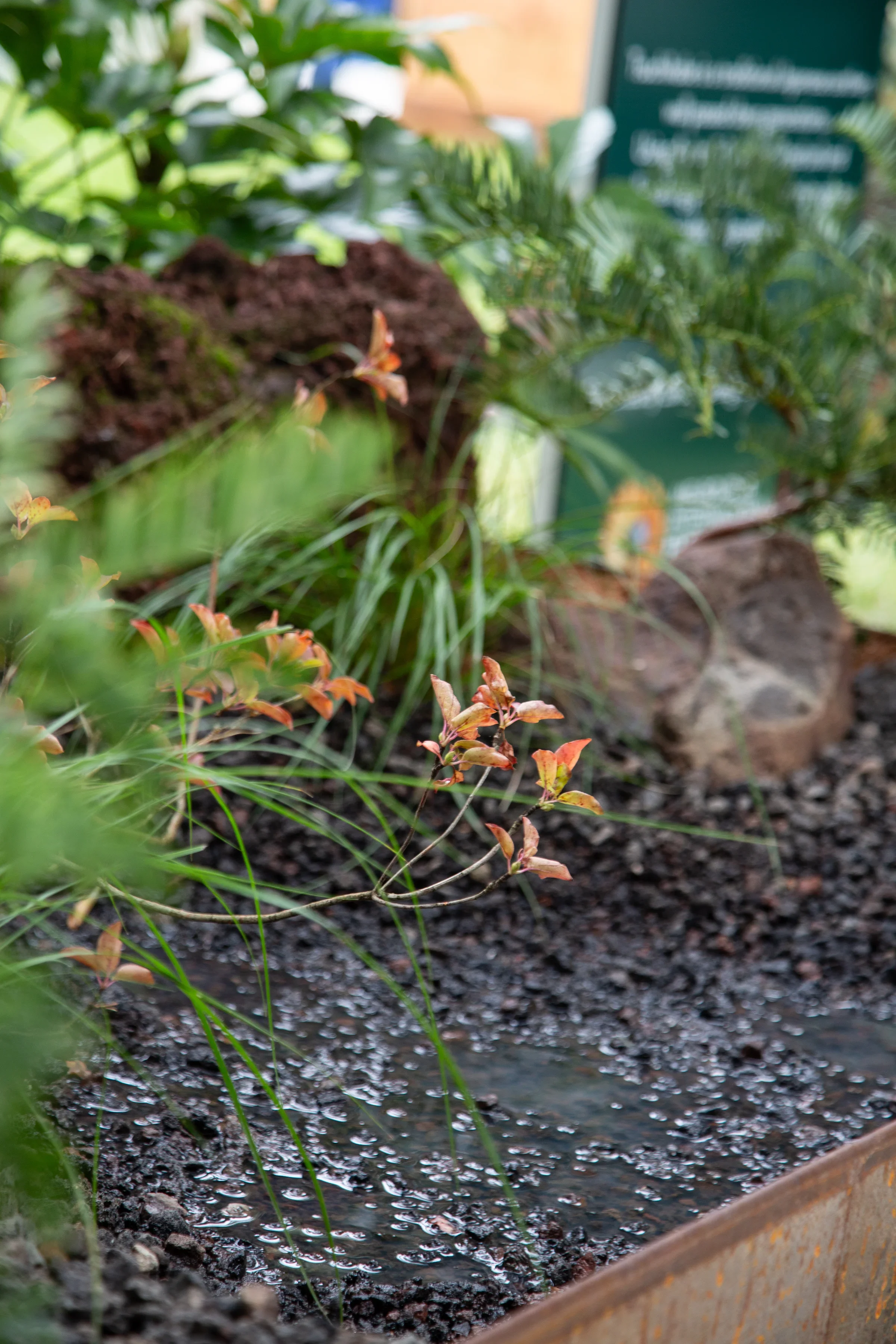 MIFGS_2026_Border Gardens-490.webp