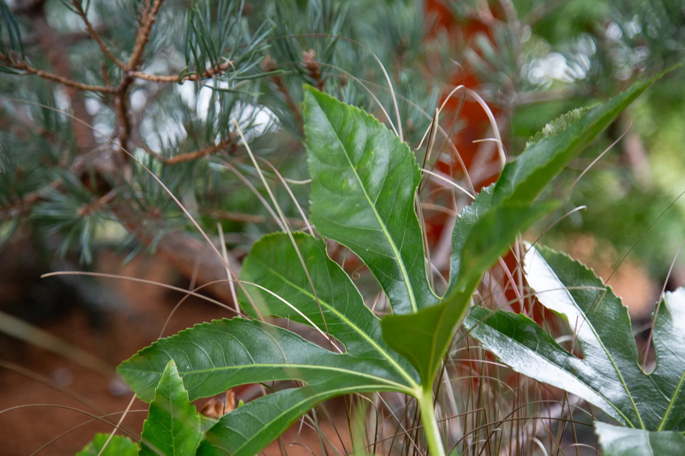 MIFGS_2026_Border Gardens-506.webp