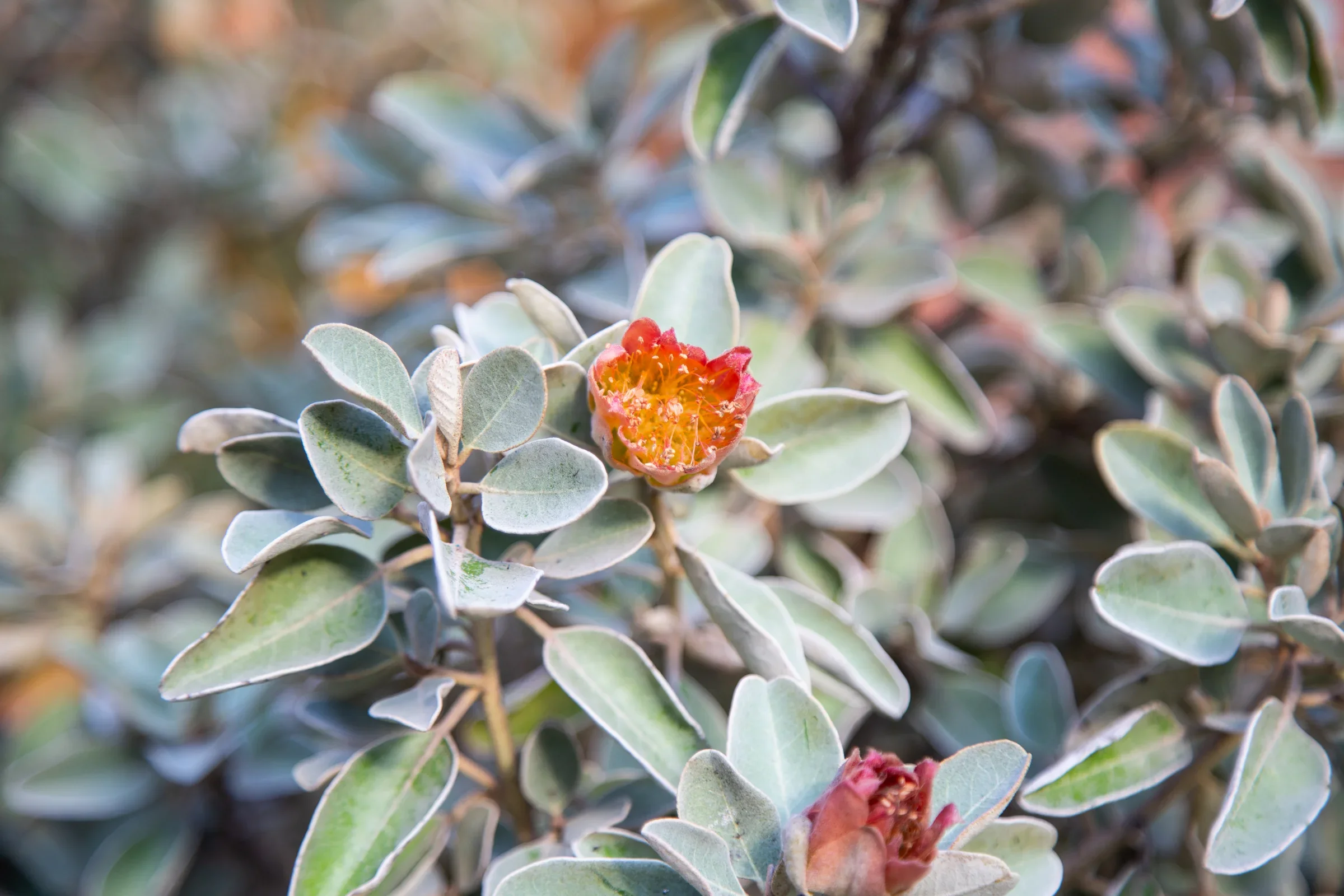 MIFGS_2026_Sunset Over Salt Lake-47.webp