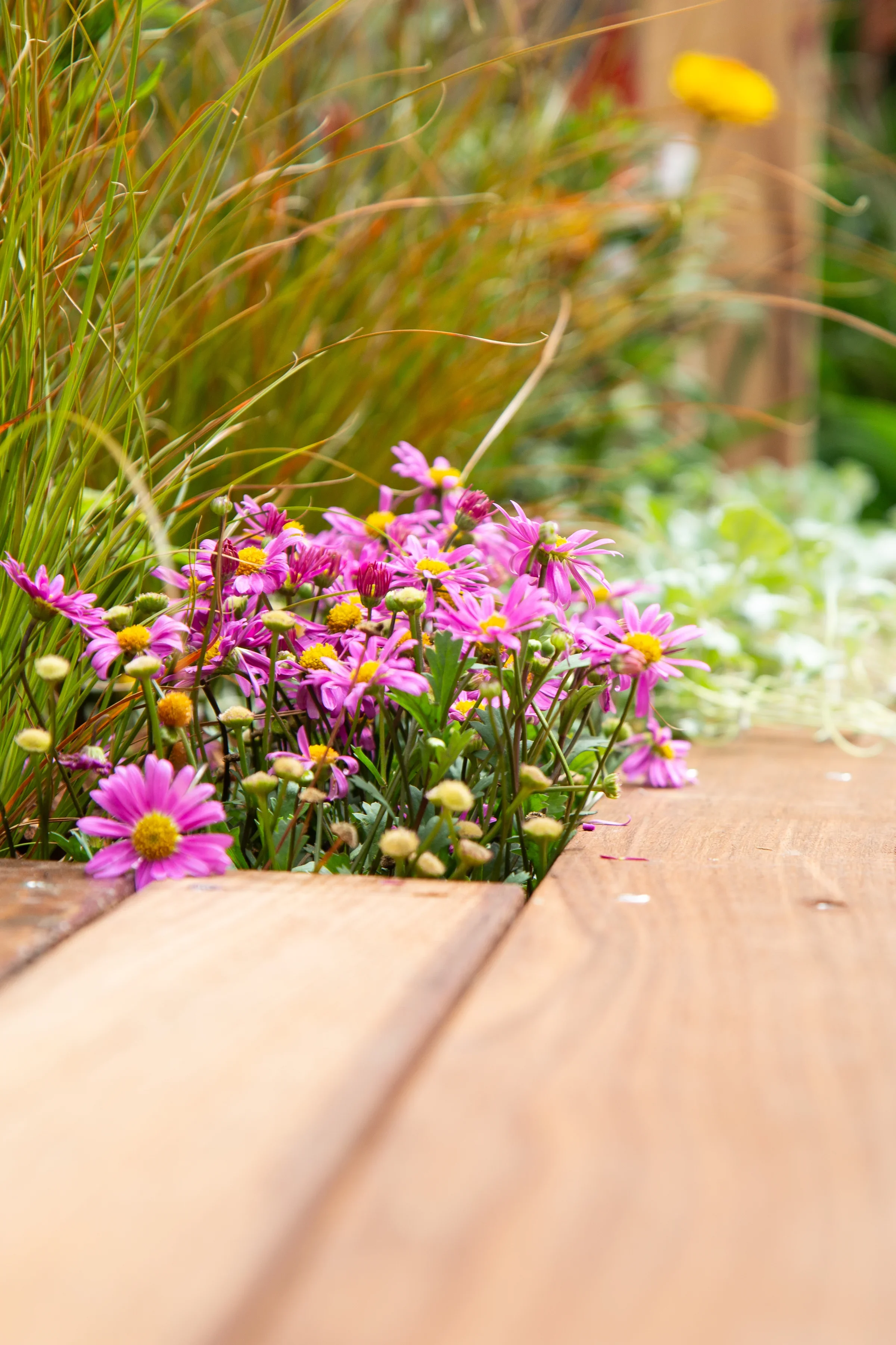 MIFGS_2026_Oasis in the Sky-67.webp