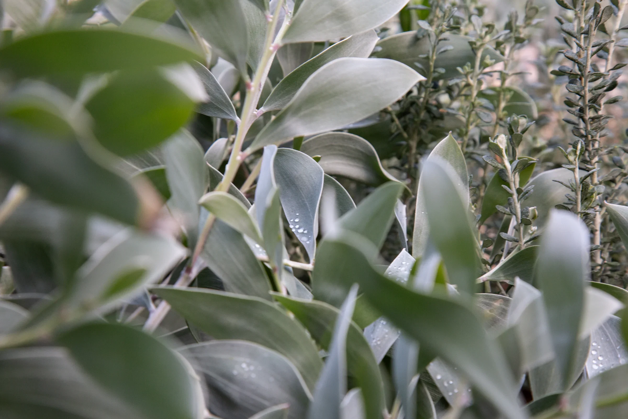 MIFGS_2026_Sunset Over Salt Lake-31.webp