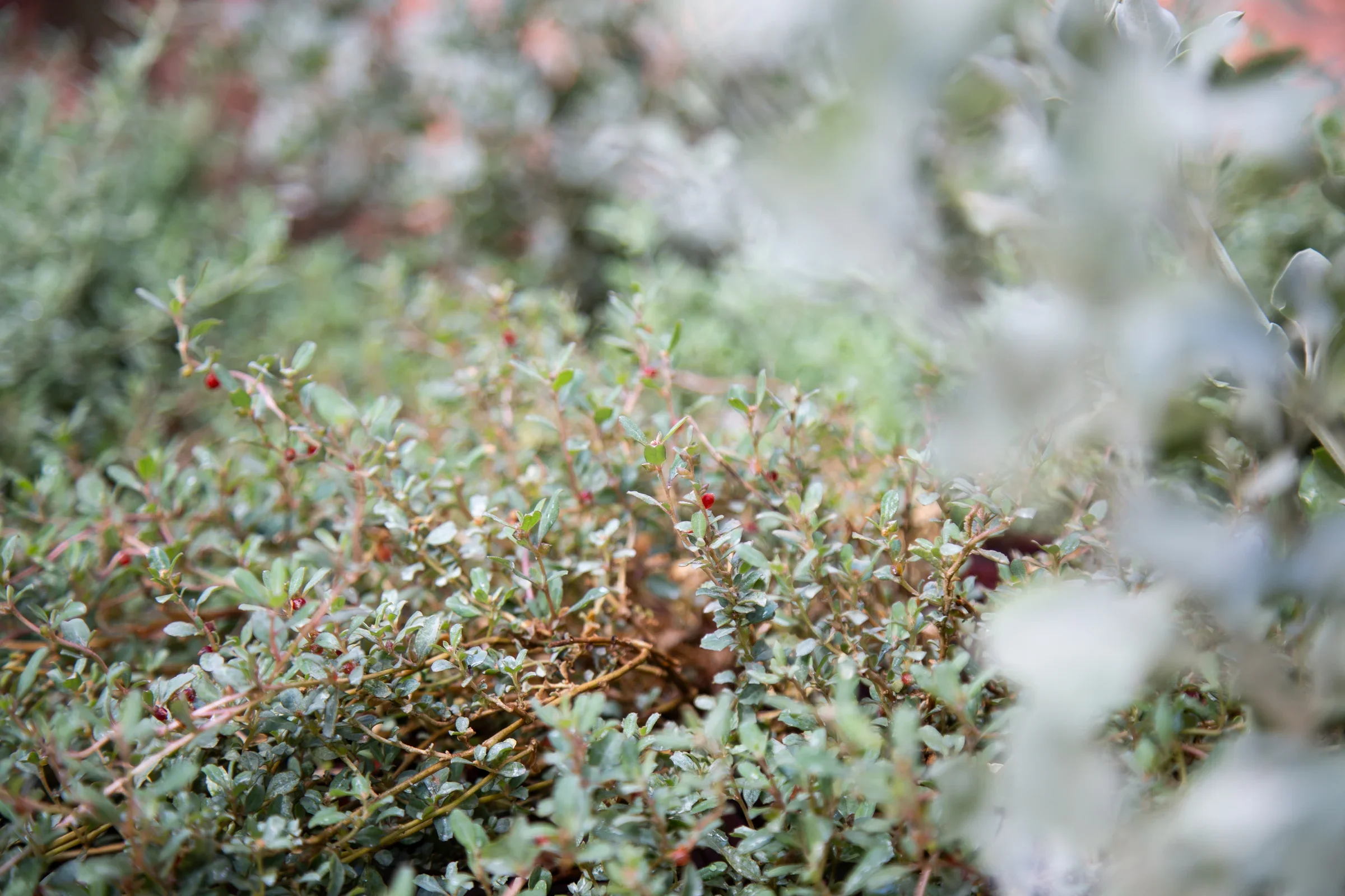 MIFGS_2026_Sunset Over Salt Lake-60.webp