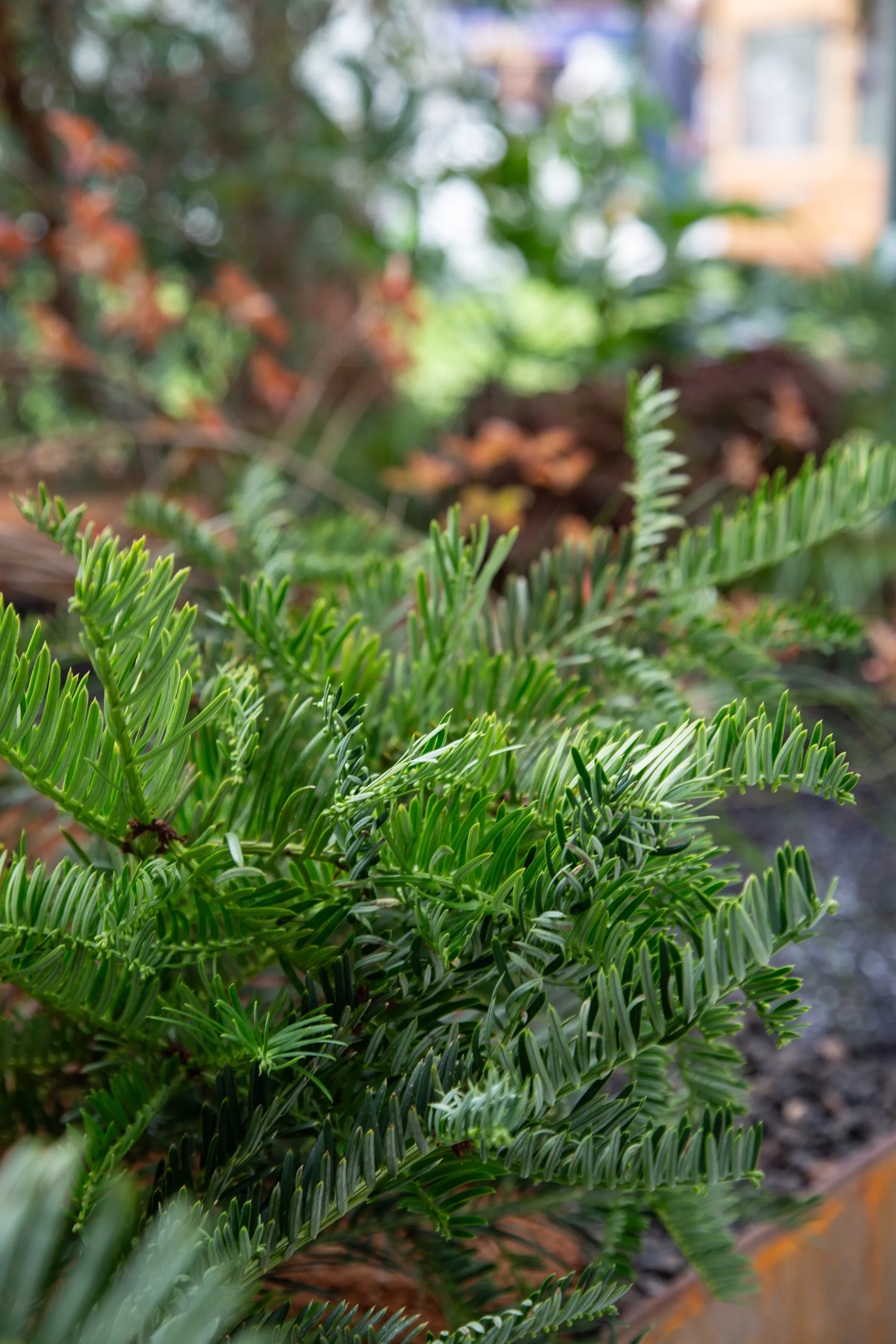 MIFGS_2026_Border Gardens-489.webp