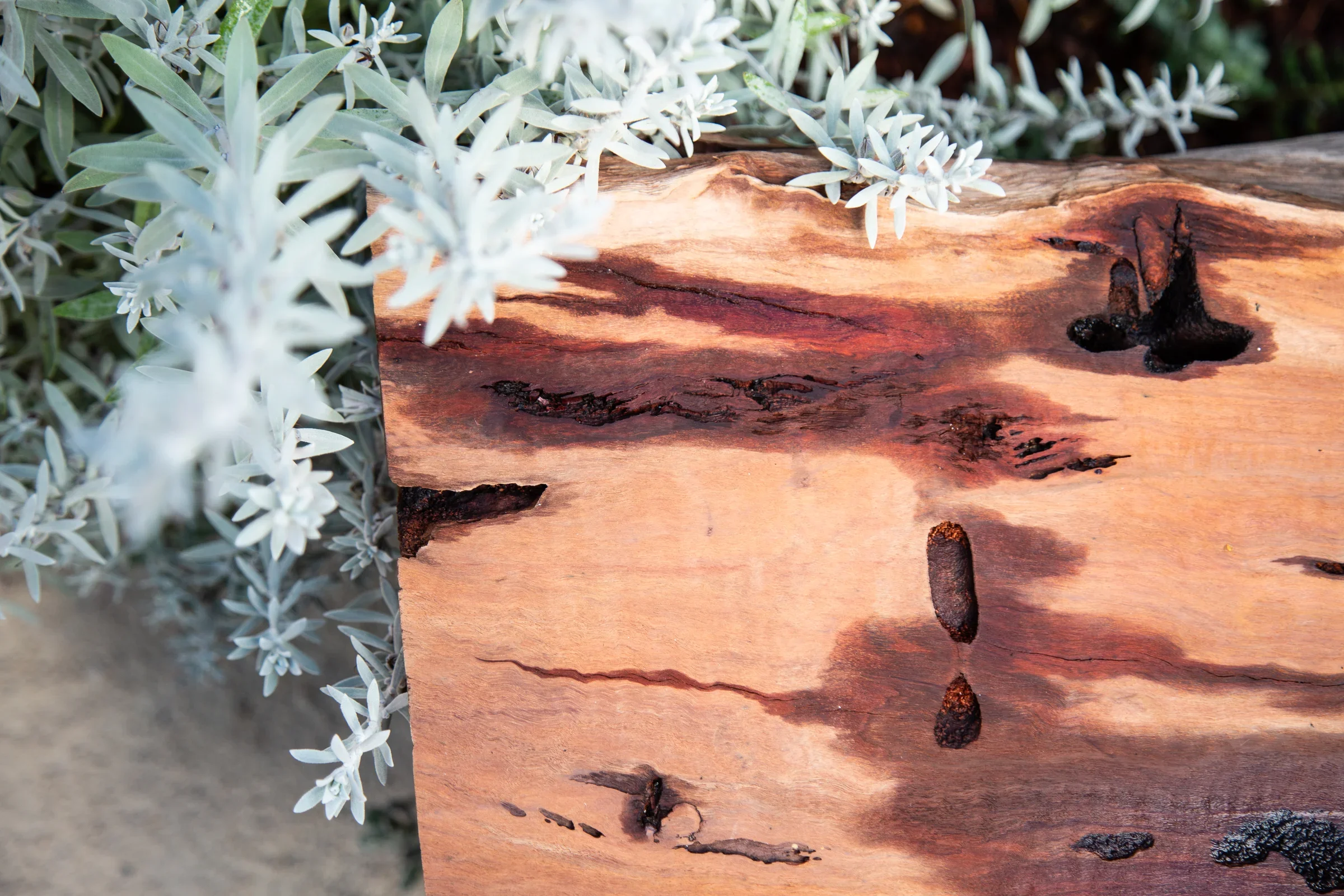 MIFGS_2026_Sunset Over Salt Lake-63.webp