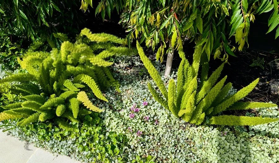 Calibre Gardens 2.jpeg