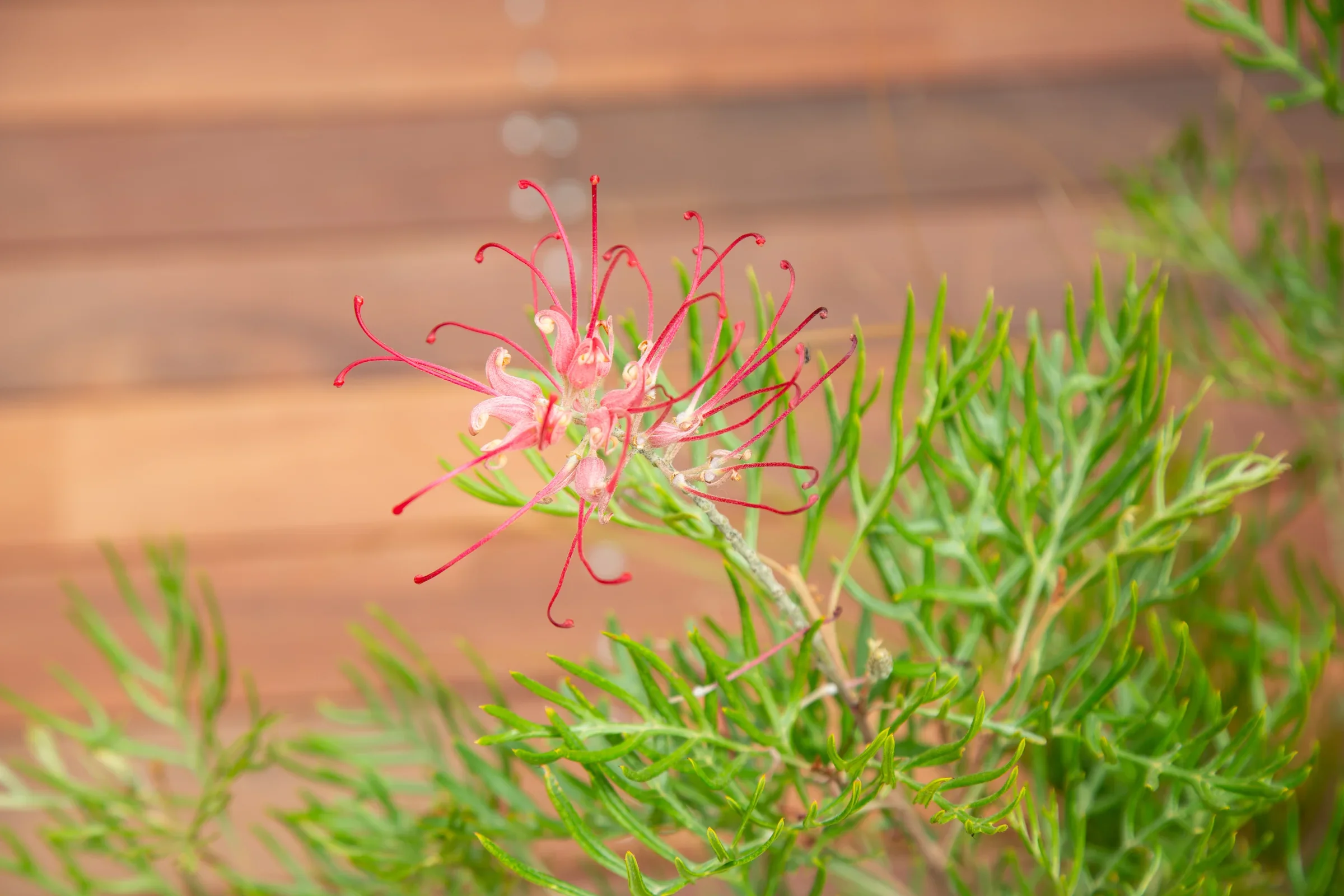 MIFGS_2026_Oasis in the Sky-65.webp