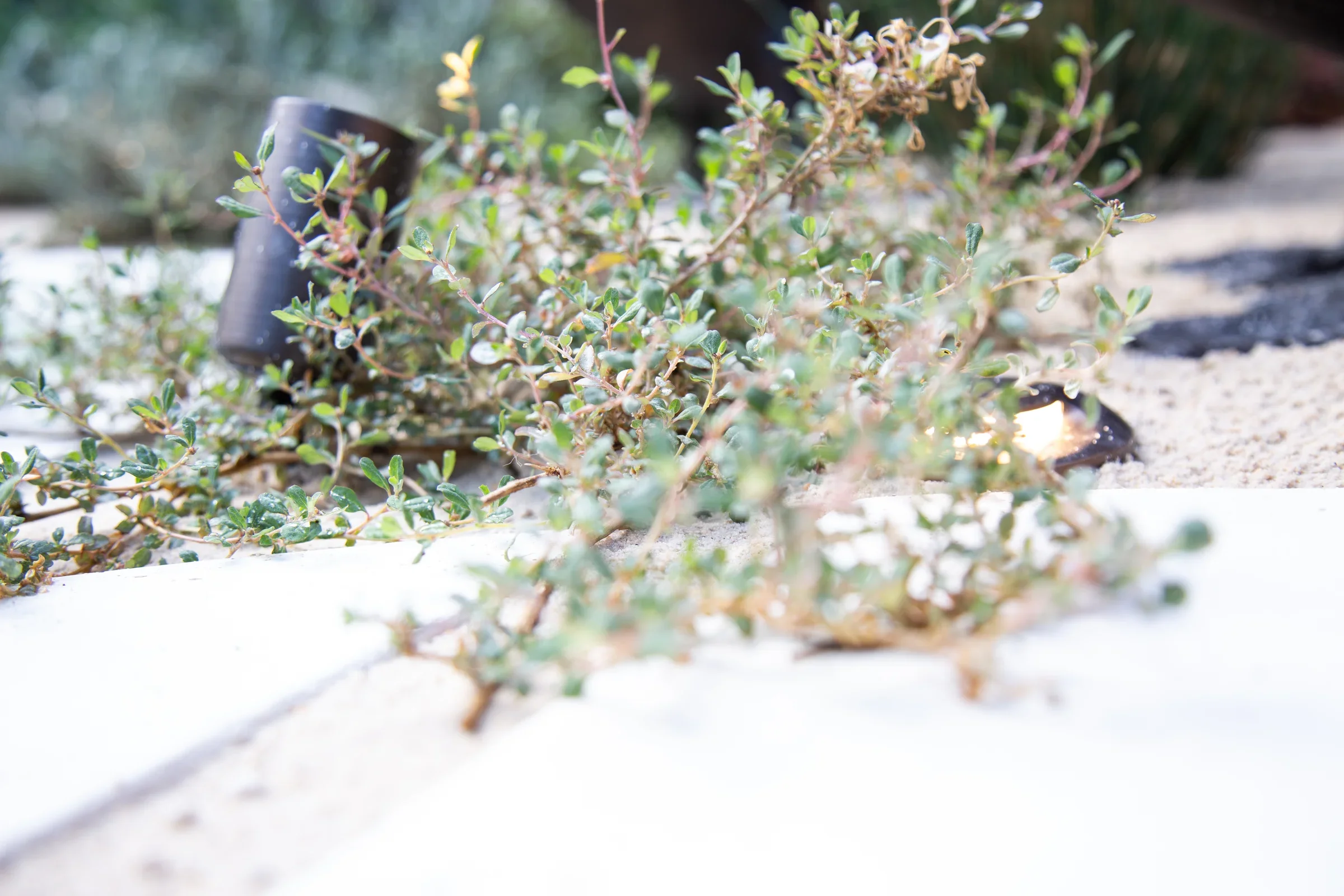 MIFGS_2026_Sunset Over Salt Lake-61.webp