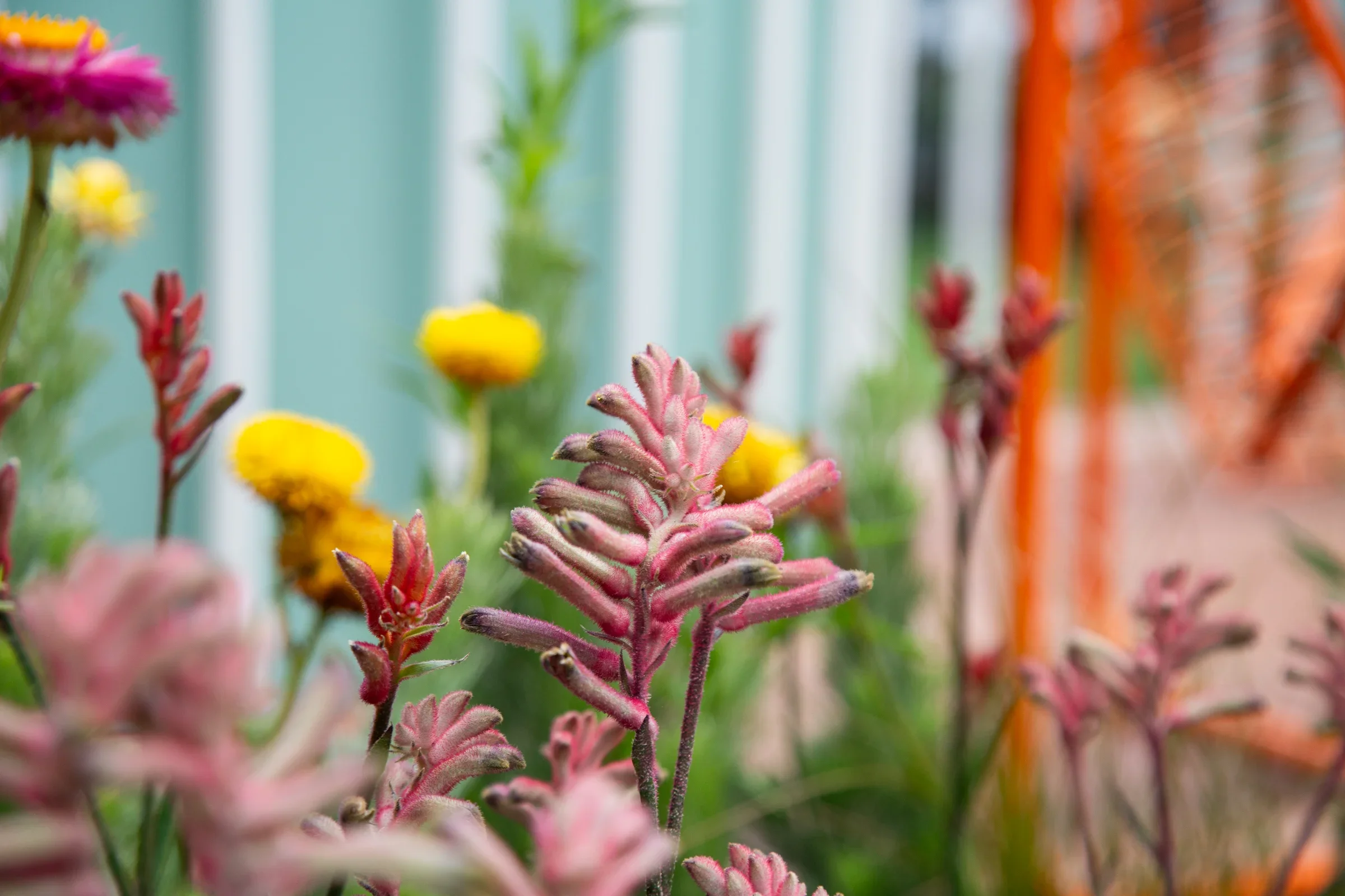 MIFGS_2026_Oasis in the Sky-12.webp