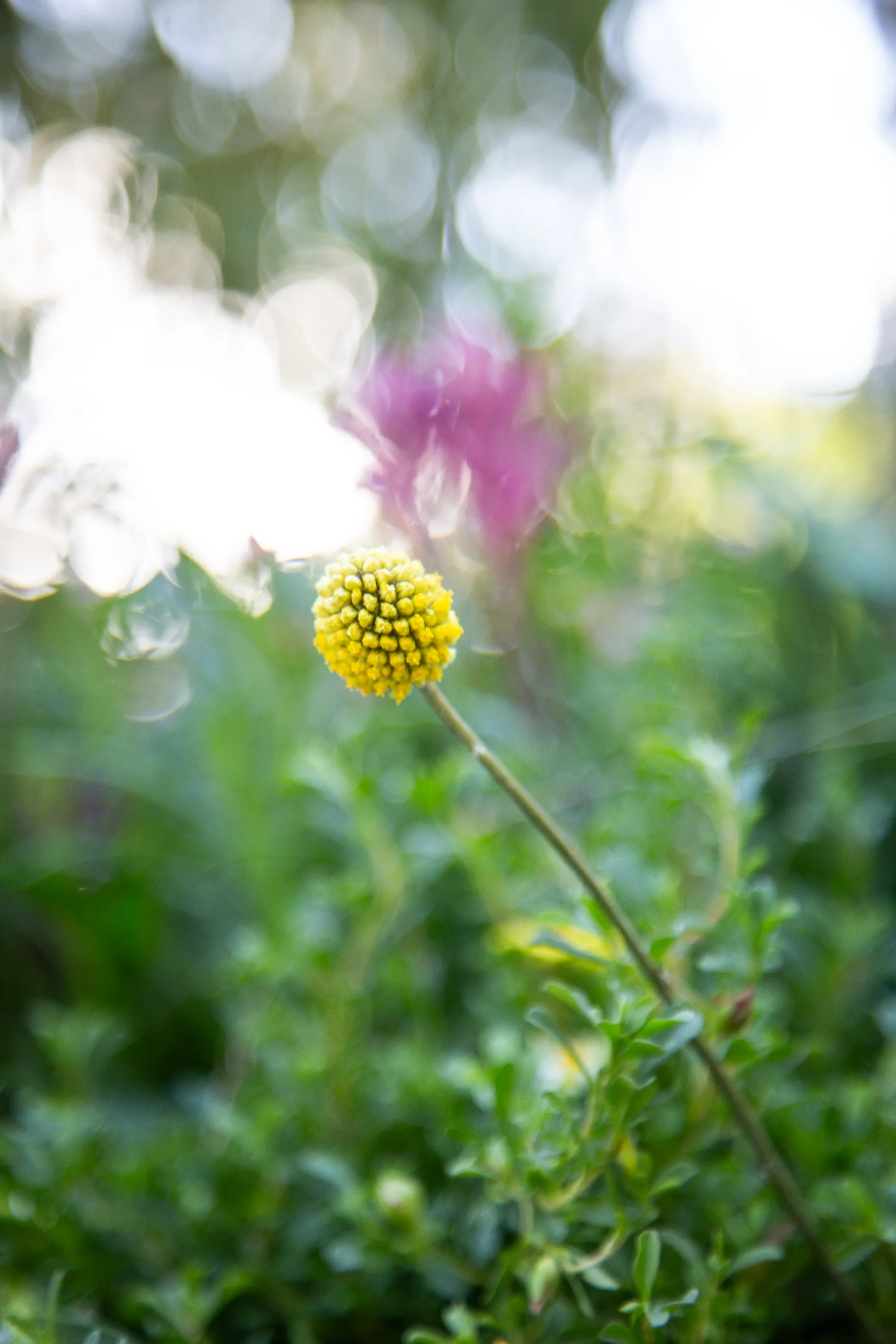 MIFGS_2026_Boutique Garden-24.webp