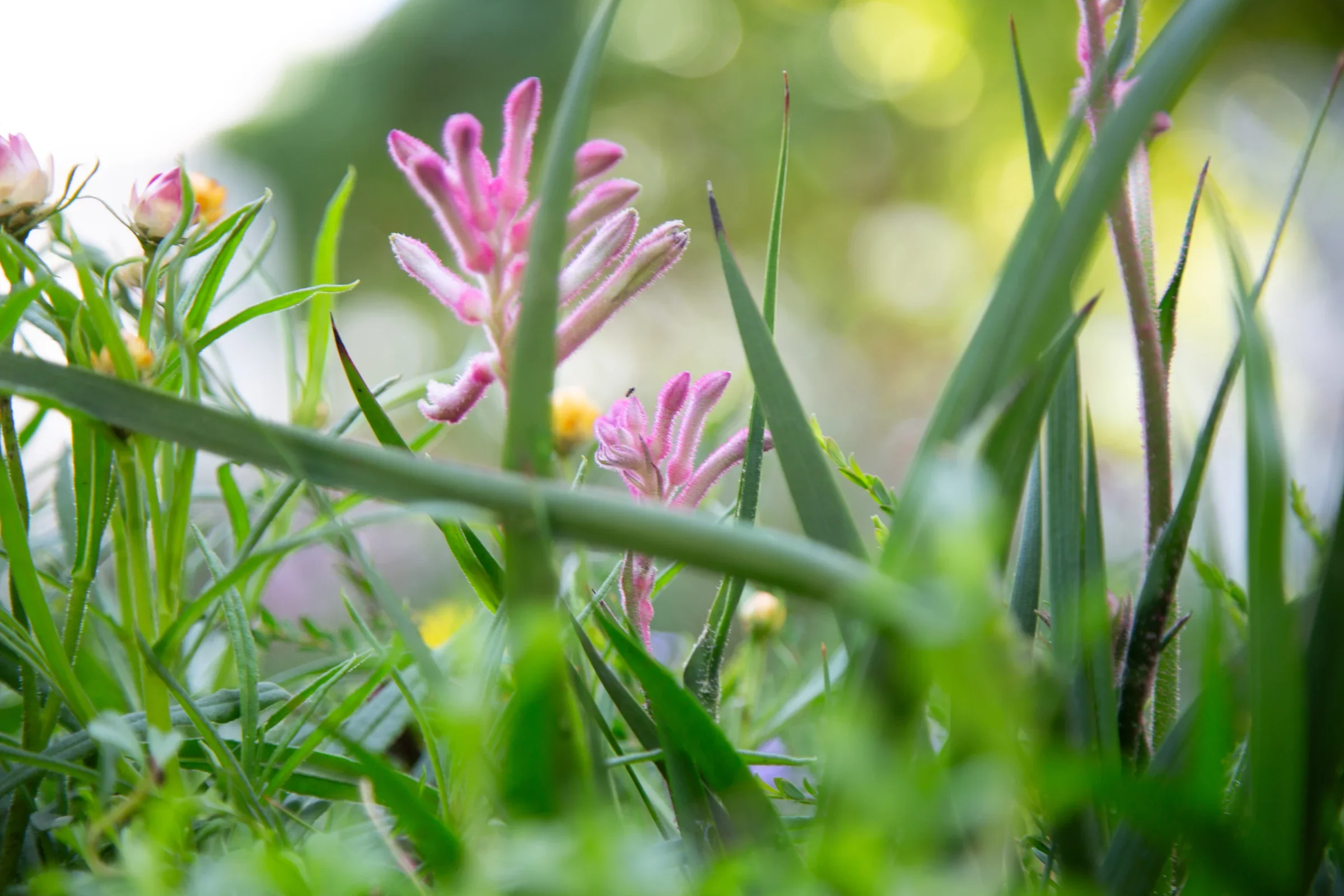 MIFGS_2026_Boutique Garden-47.webp