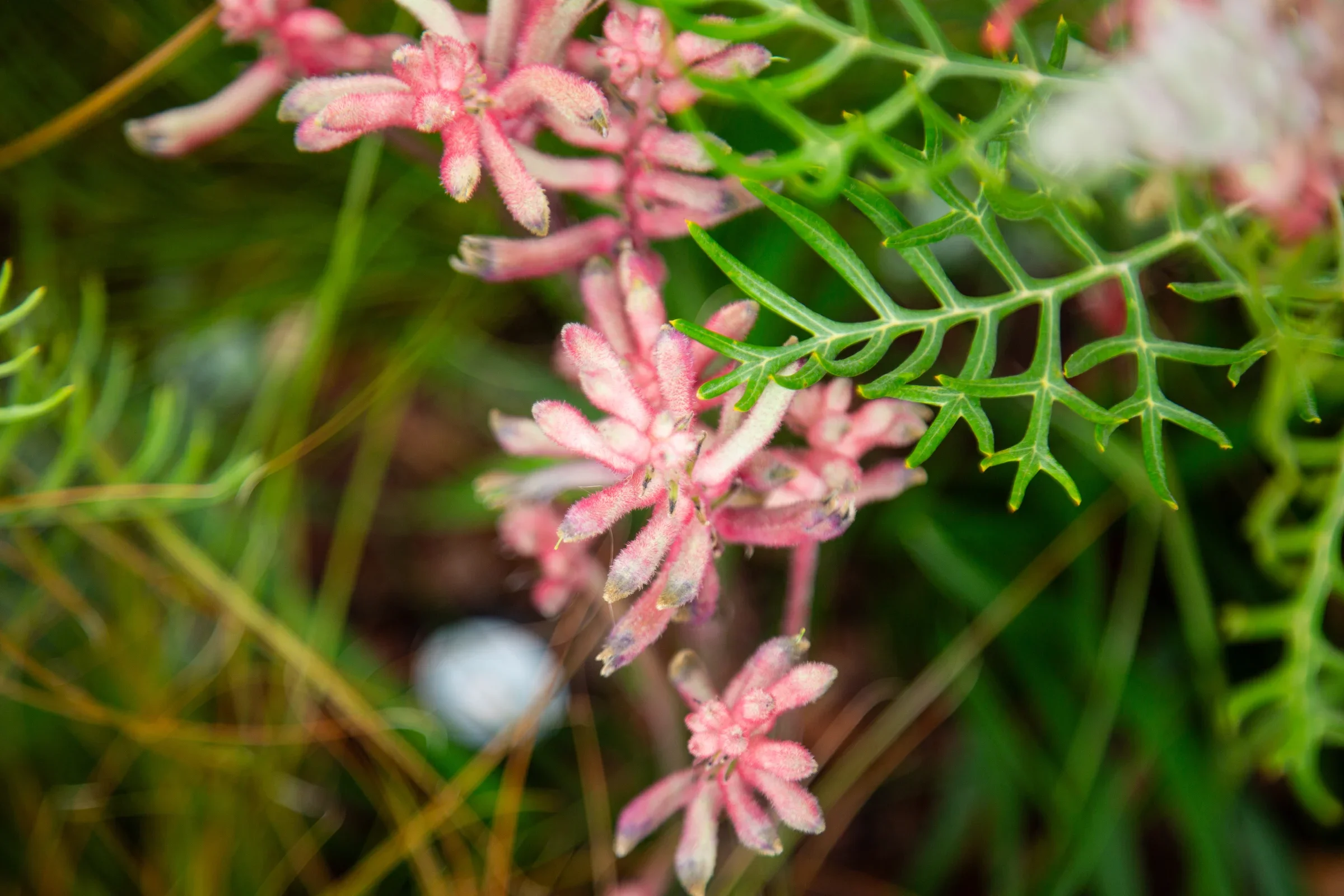 MIFGS_2026_Oasis in the Sky-27.webp