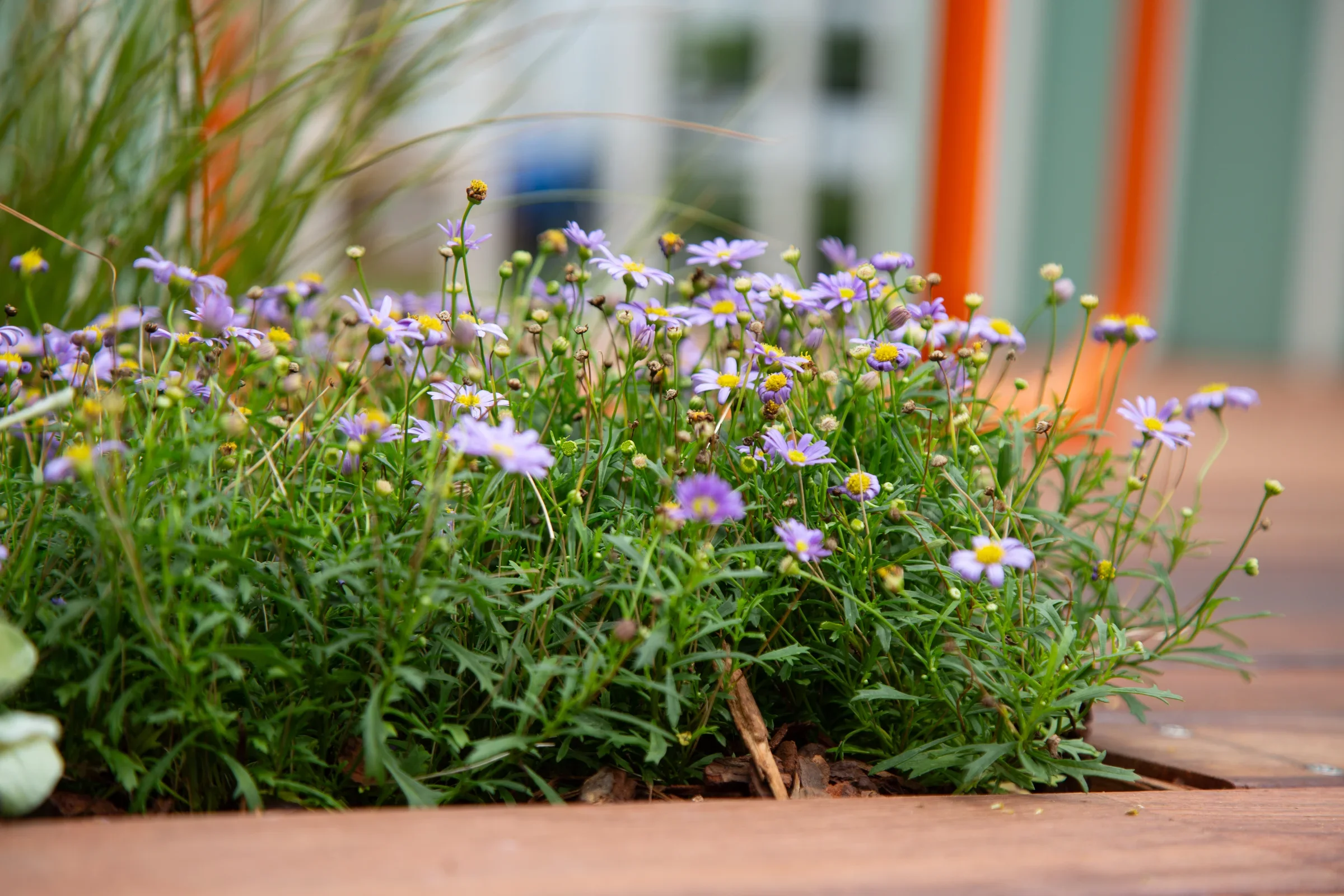 MIFGS_2026_Oasis in the Sky-22.webp