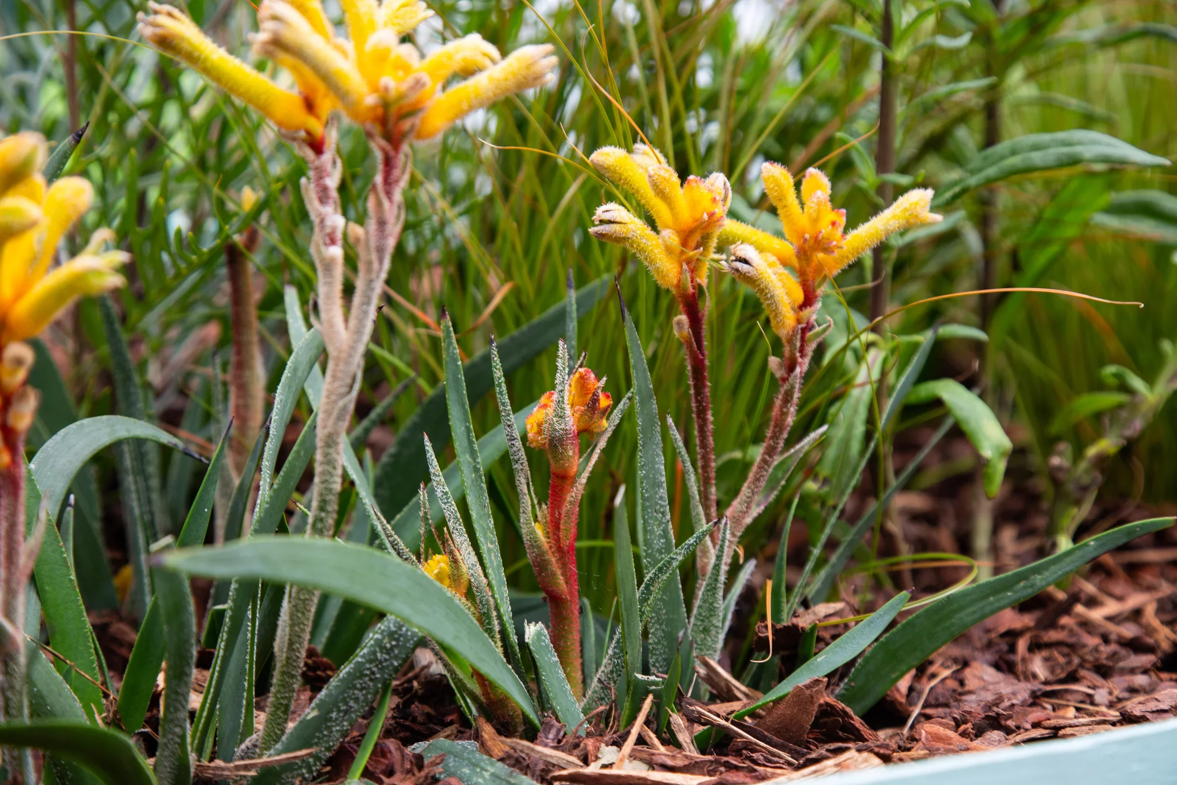 MIFGS_2026_Oasis in the Sky-53.webp