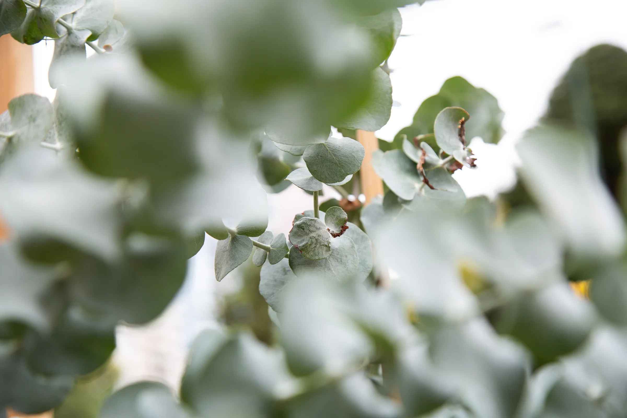 MIFGS_2026_Oasis in the Sky-46.webp