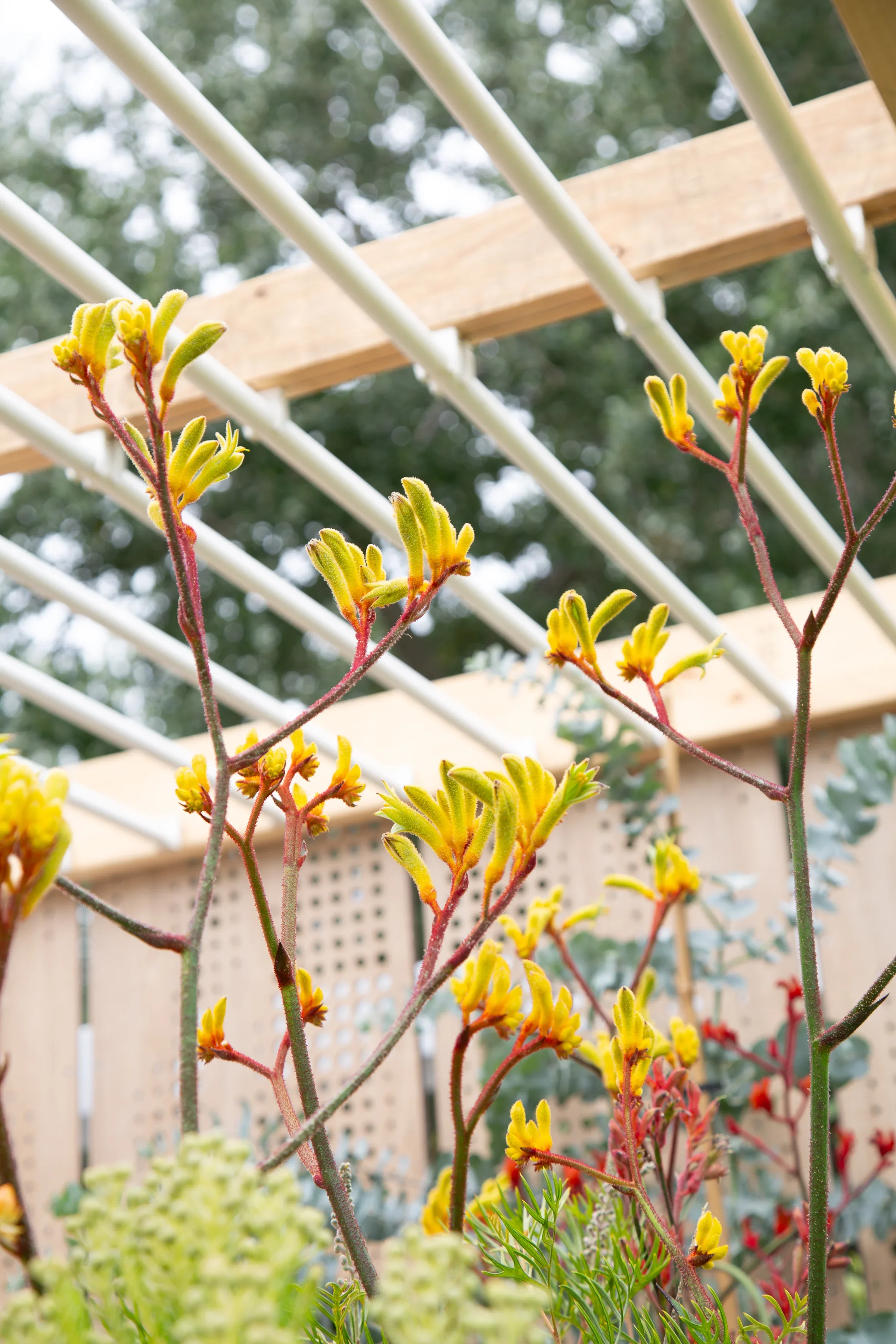 MIFGS_2026_Oasis in the Sky-62.webp